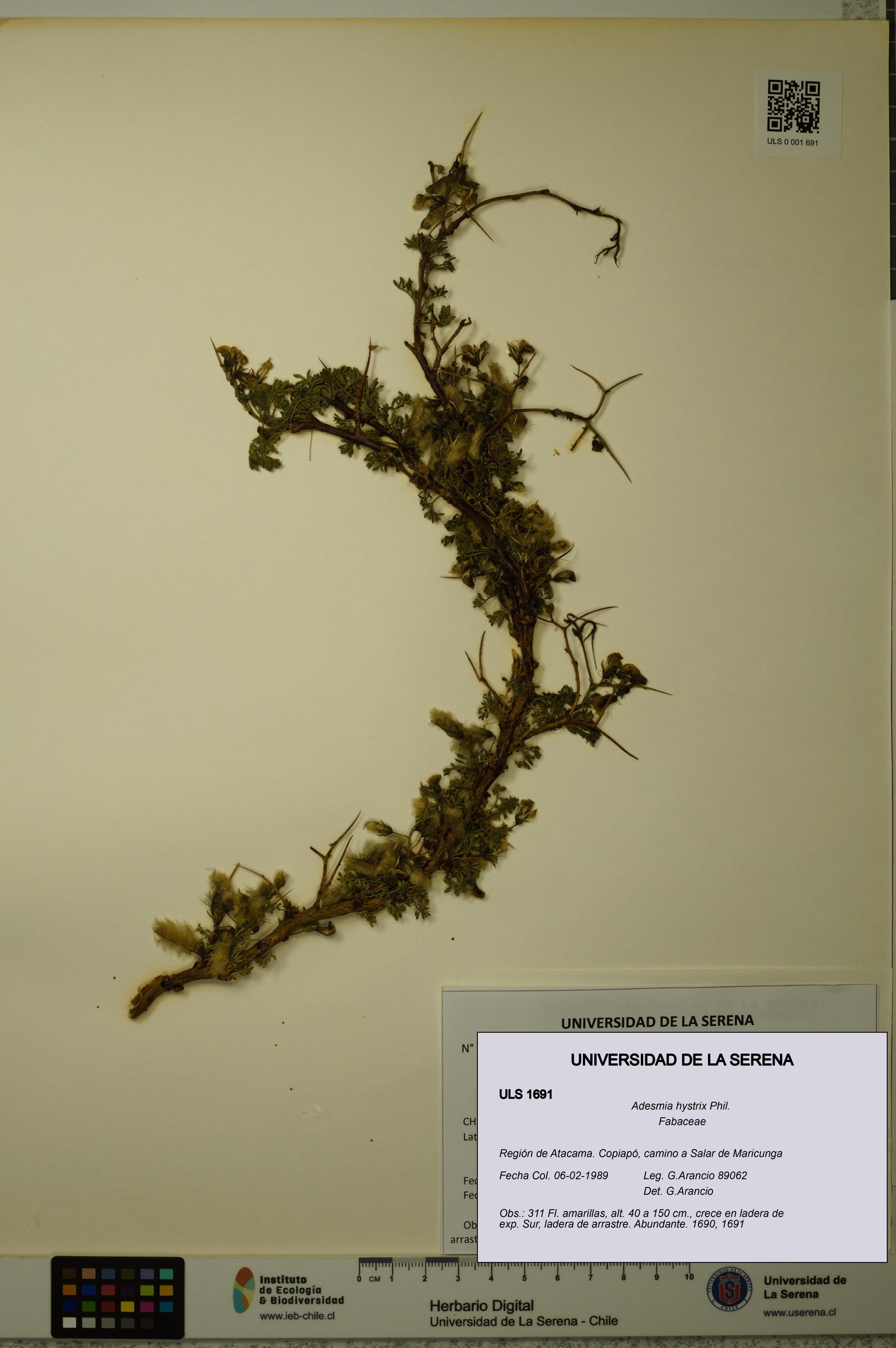Adesmia hystrix [Espécimen: ]