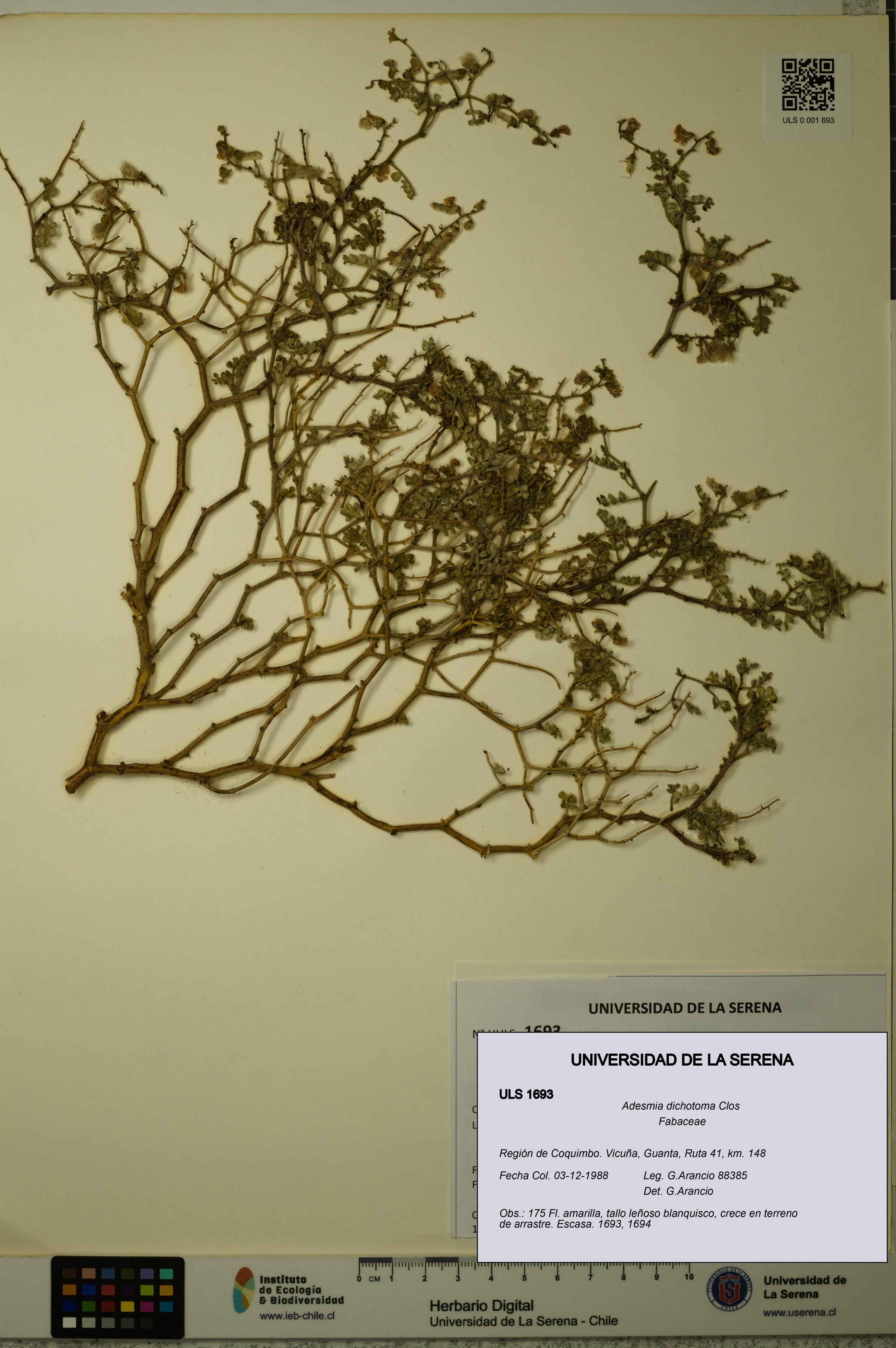 Adesmia dichotoma [Espécimen: ]