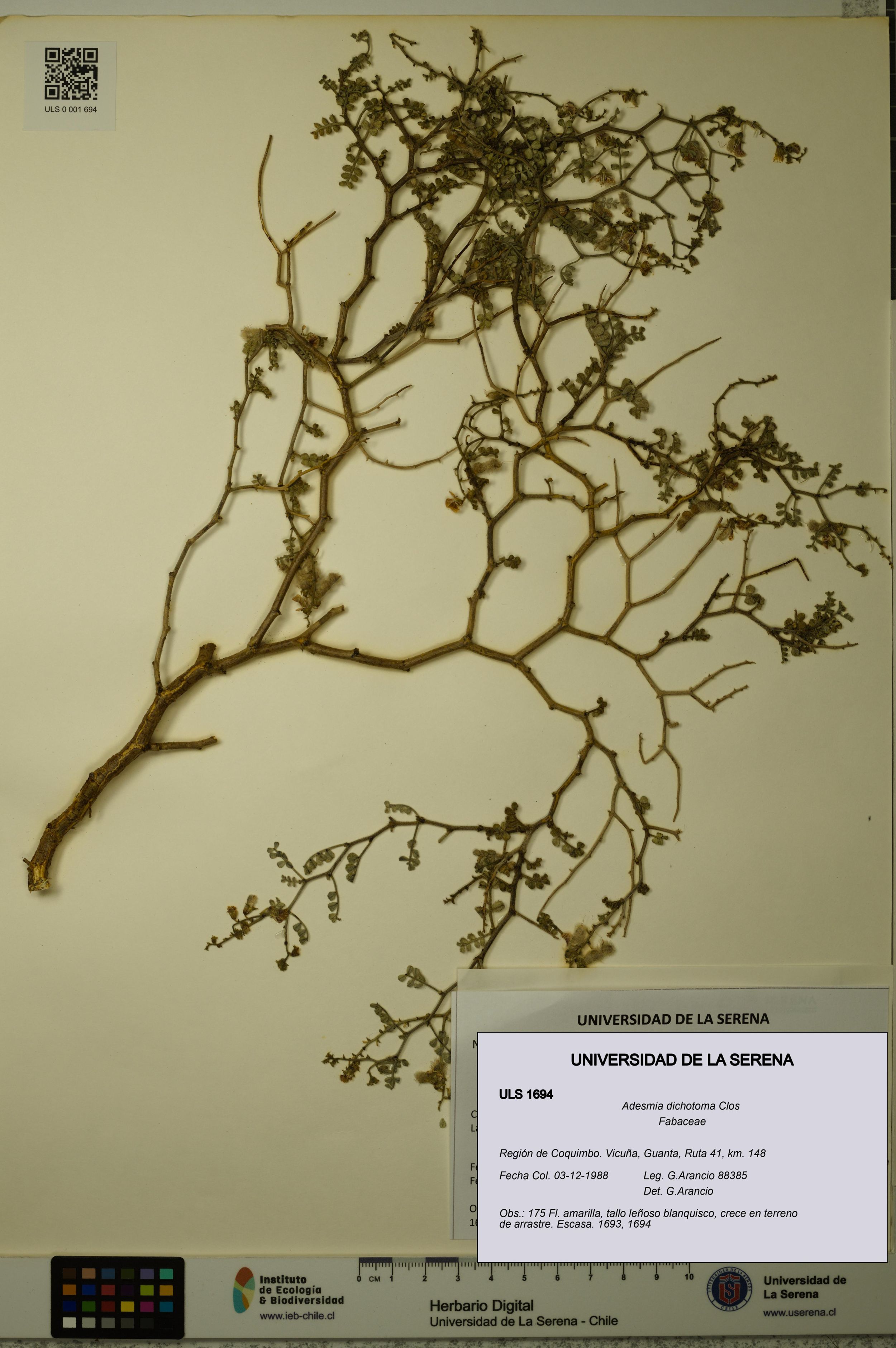 Adesmia dichotoma [Espécimen: ]