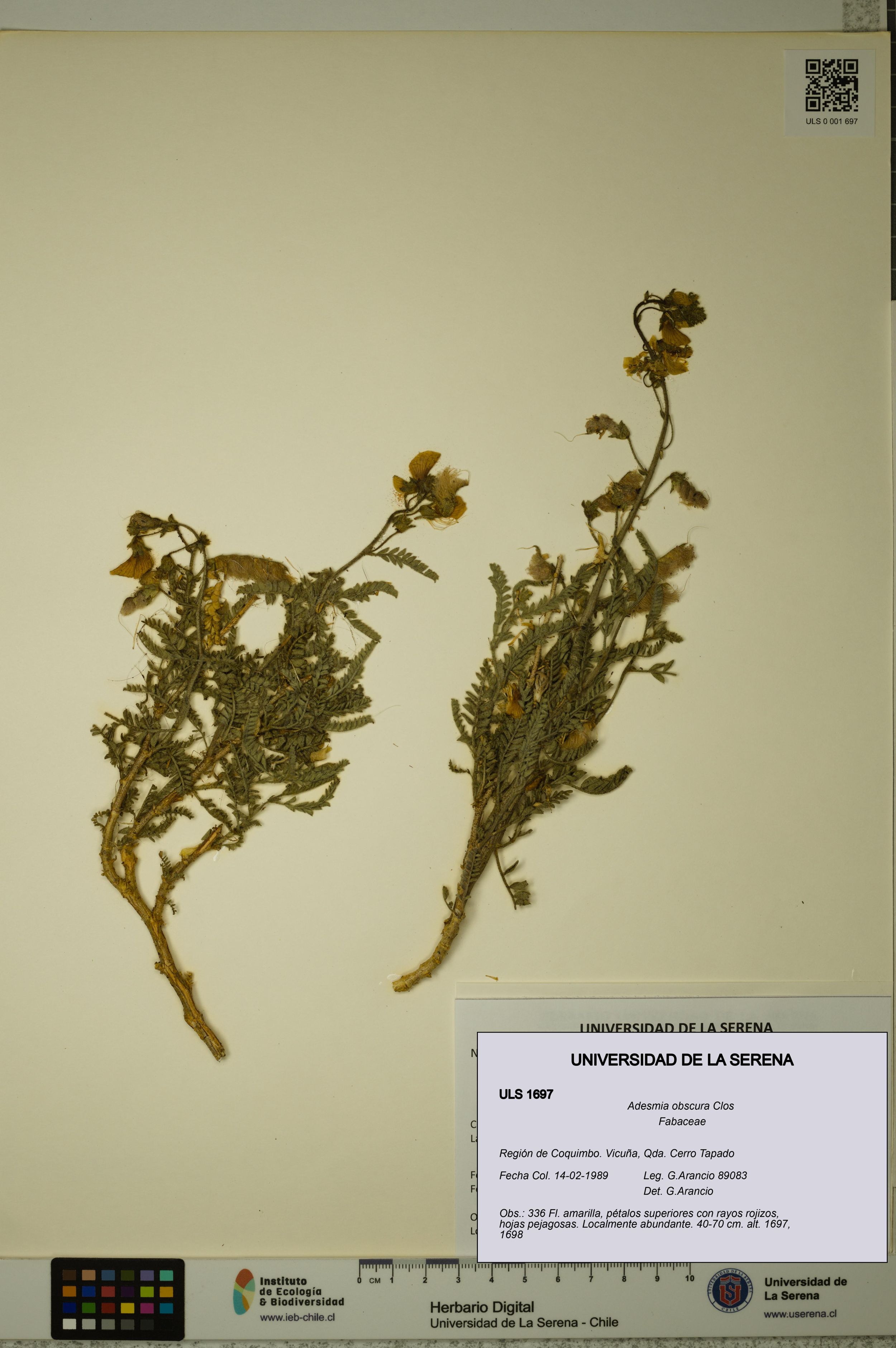 Adesmia obscura [Espécimen: ]
