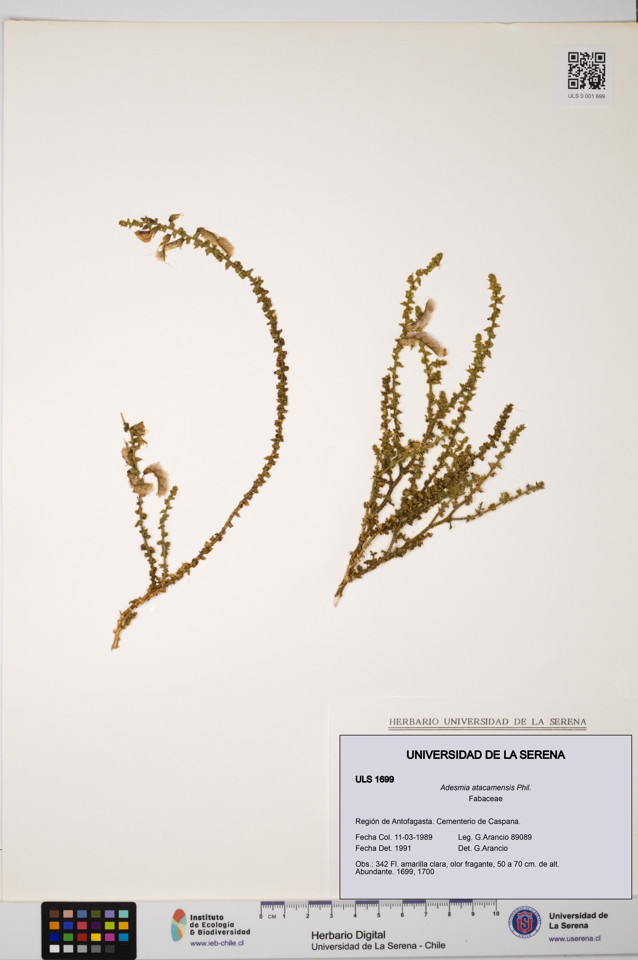 Adesmia atacamensis [Espécimen: ]