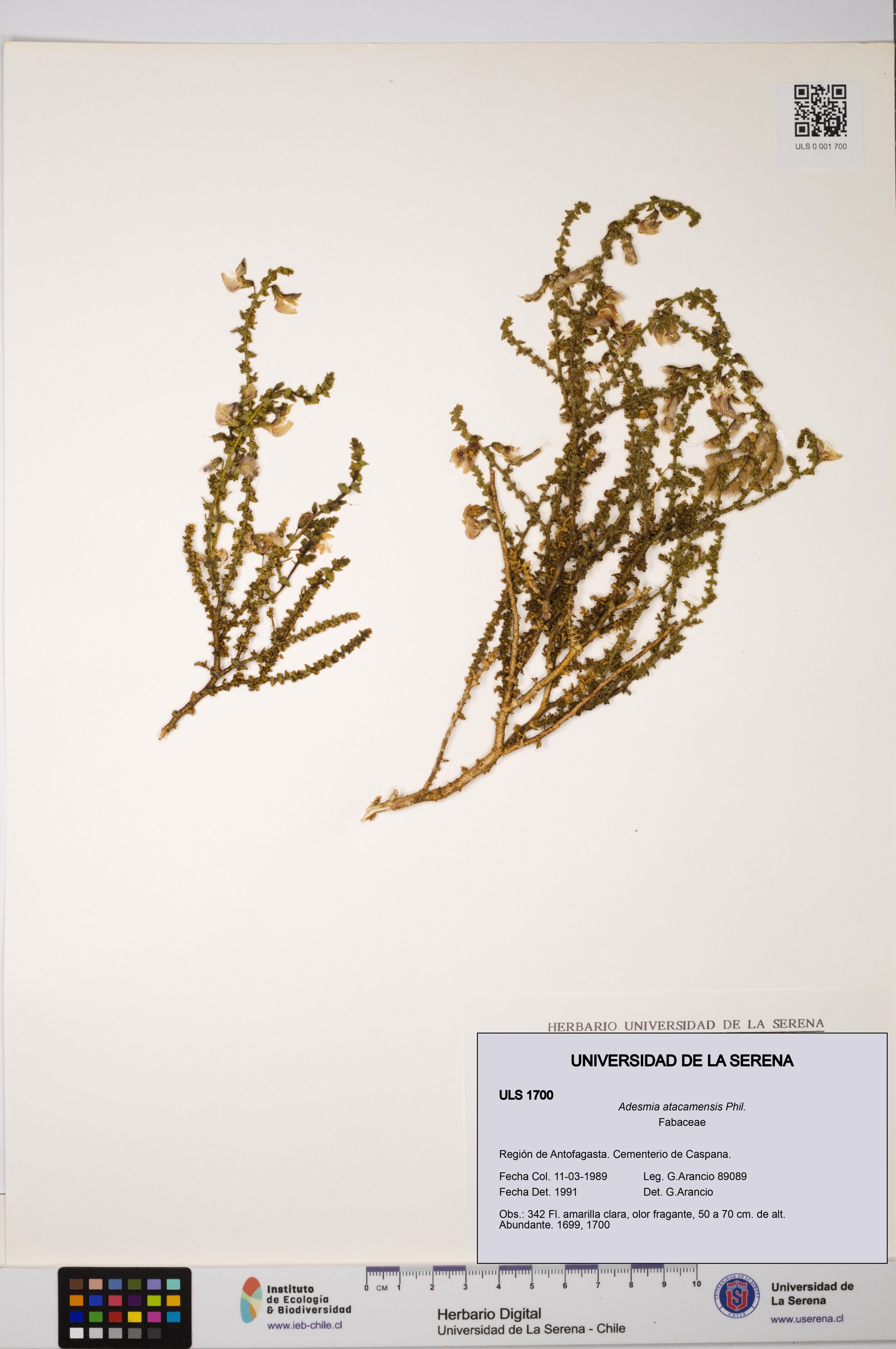 Adesmia atacamensis [Espécimen: ]