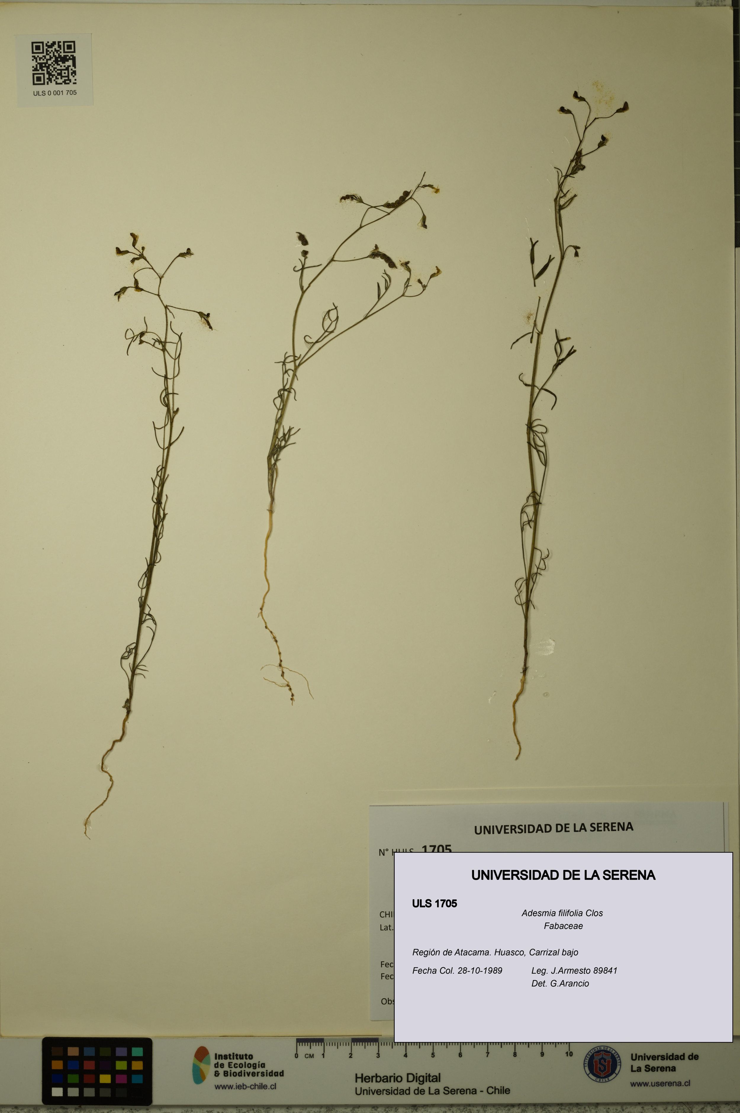 Adesmia filifolia [Espécimen: ]