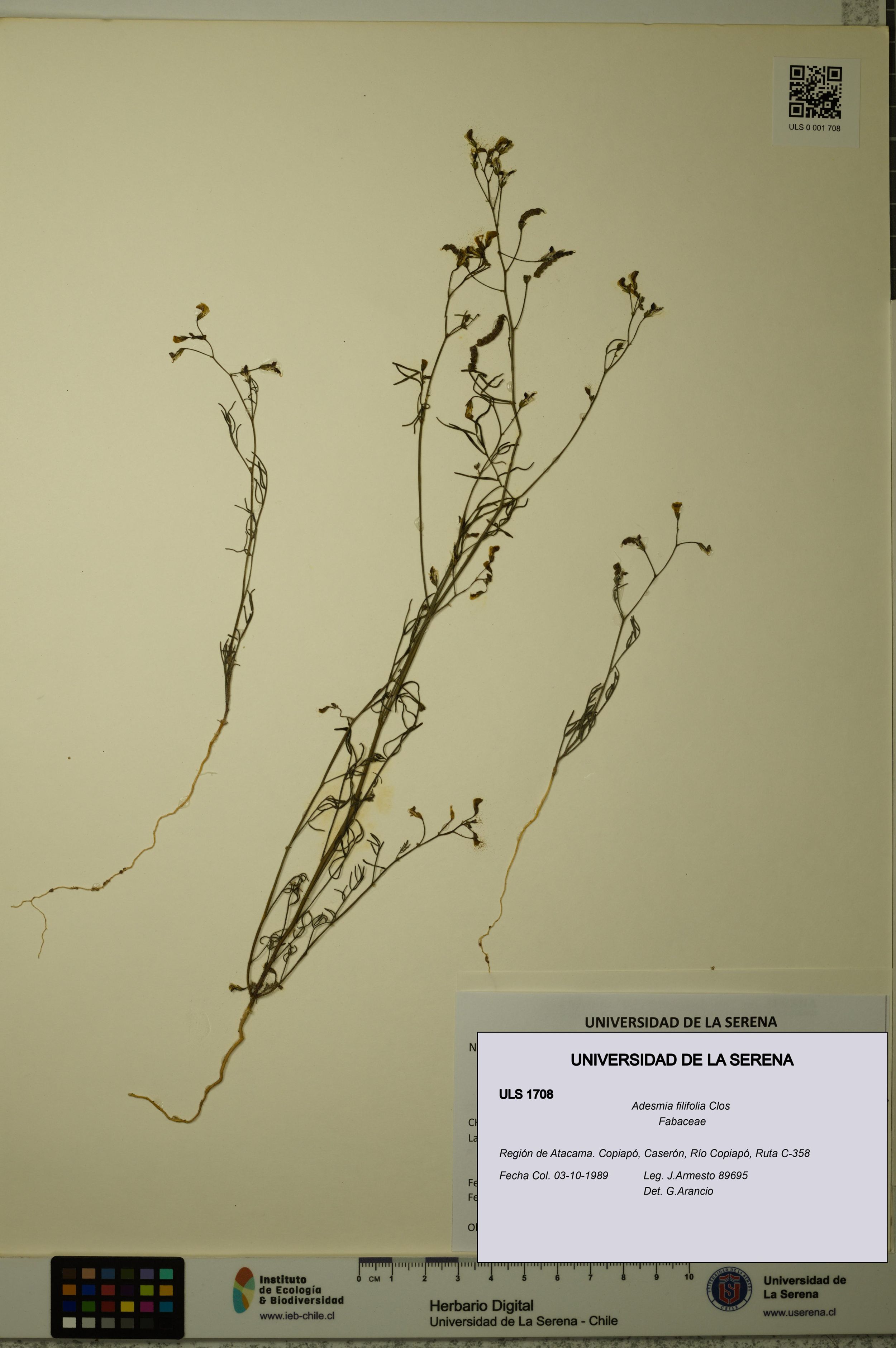 Adesmia filifolia [Espécimen: ]