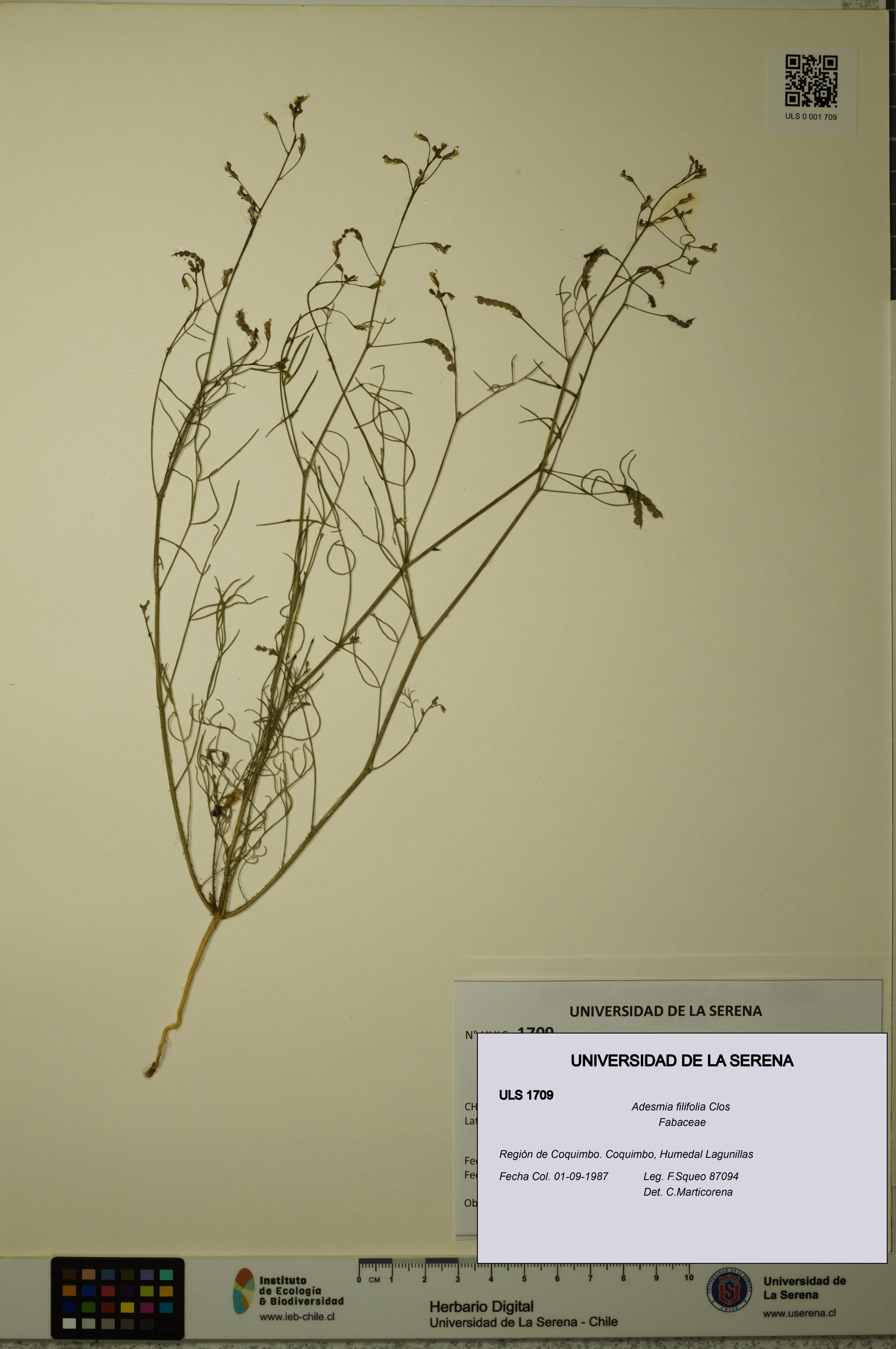 Adesmia filifolia [Espécimen: ]