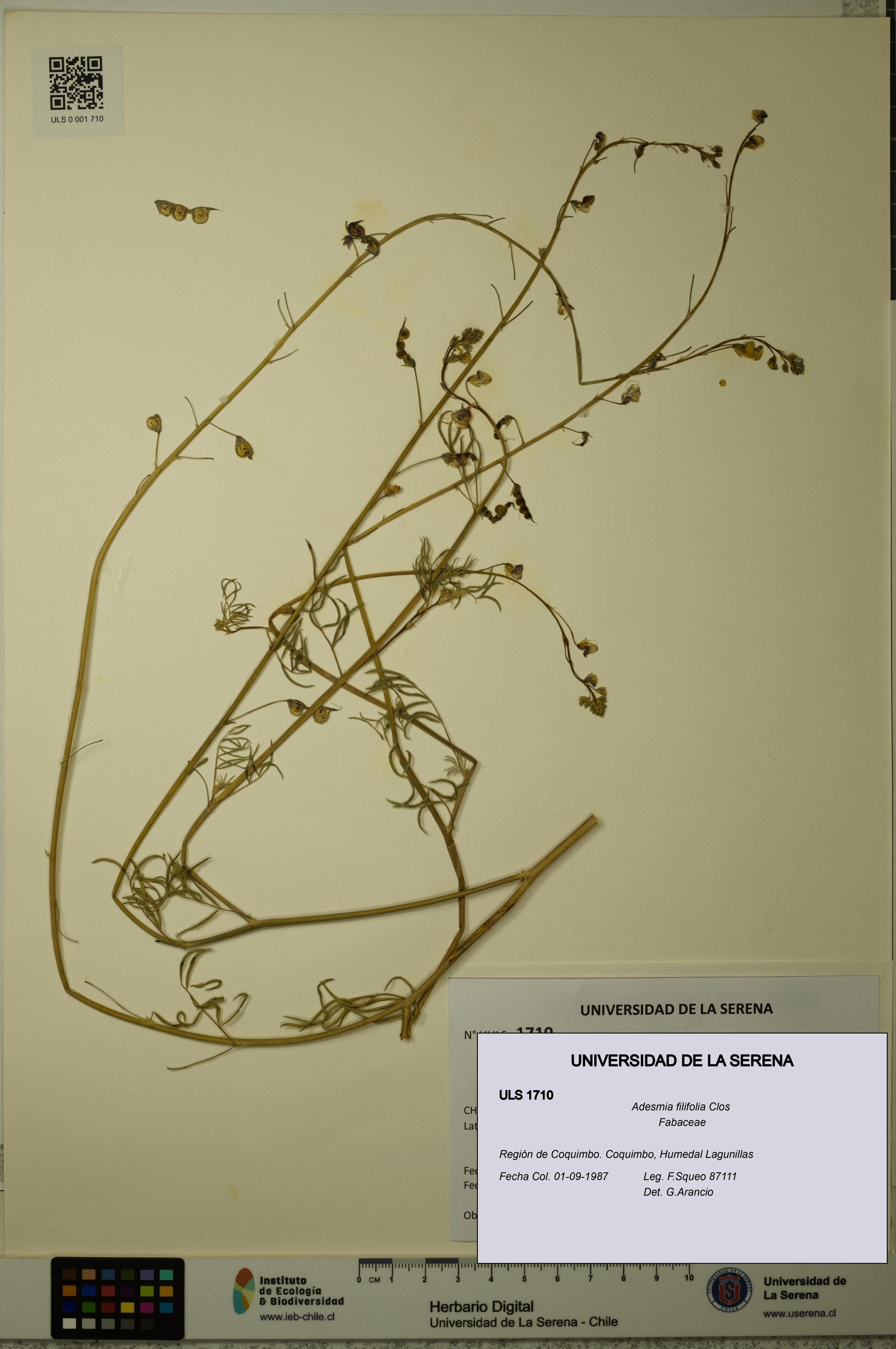 Adesmia filifolia [Espécimen: ]