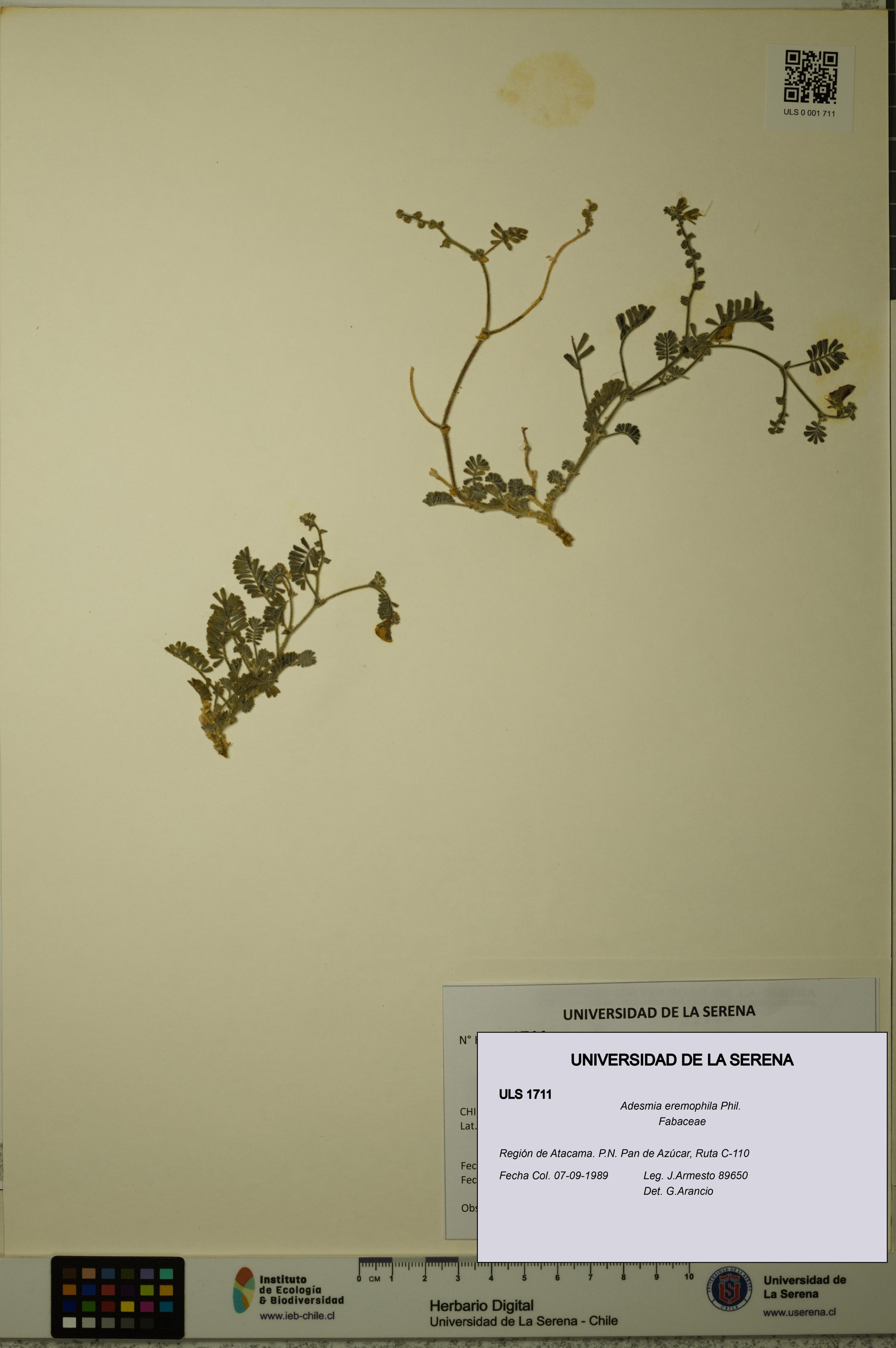 Adesmia eremophila [Espécimen: ]