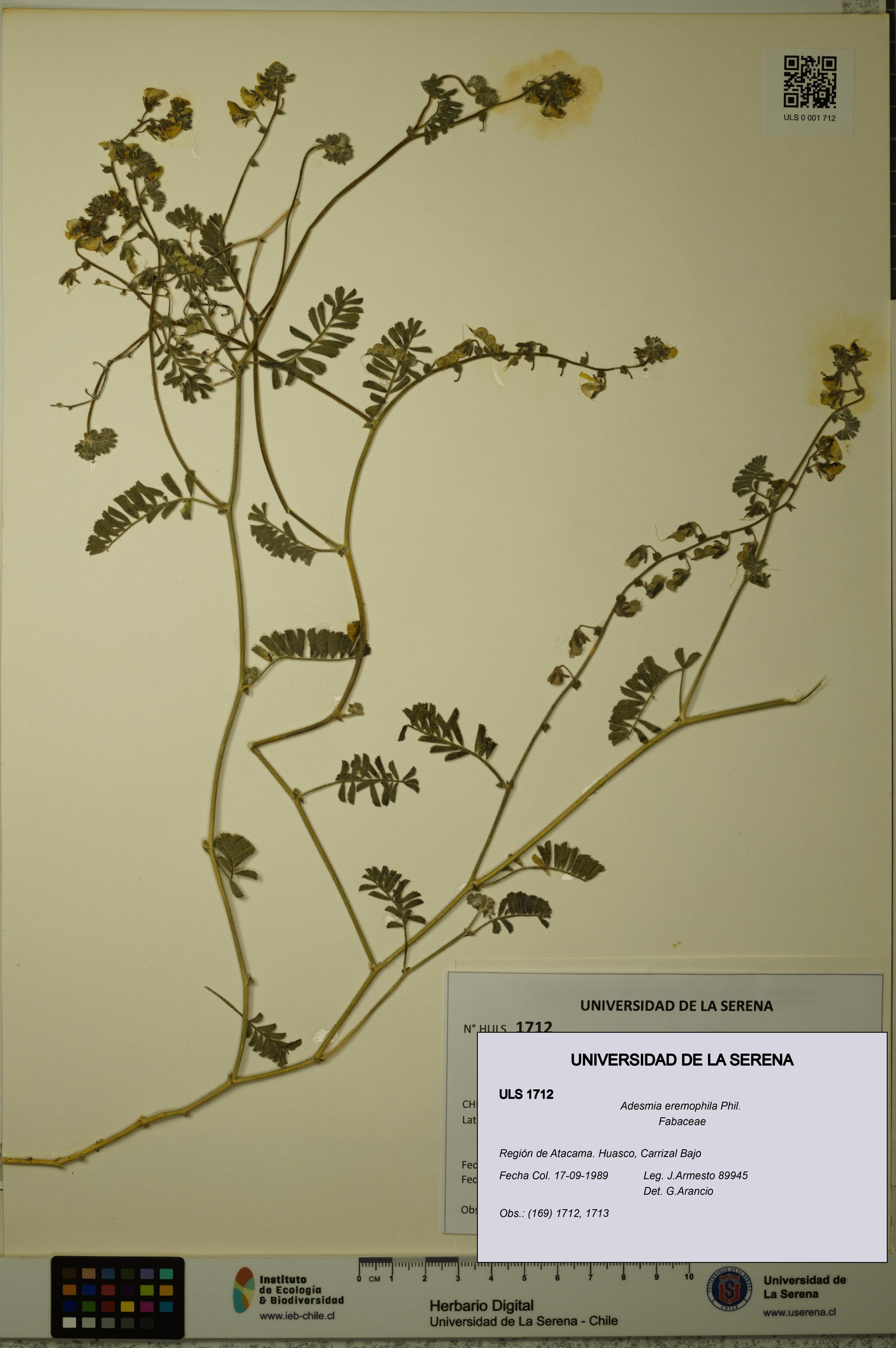 Adesmia eremophila [Espécimen: ]