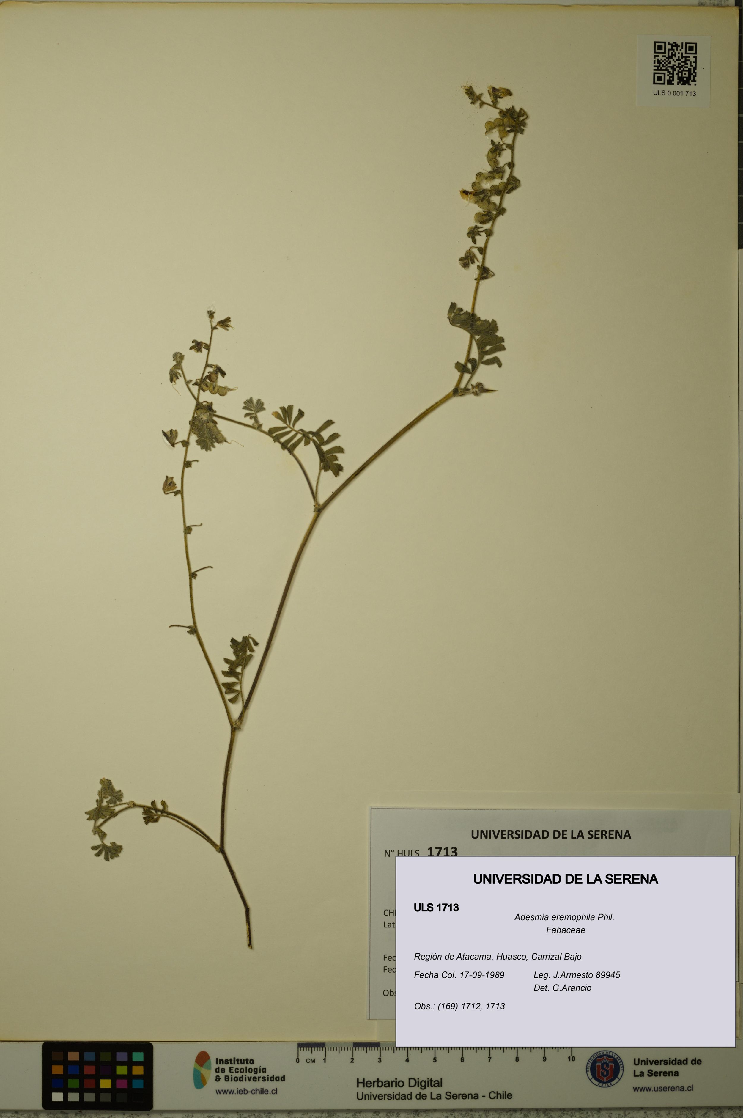 Adesmia eremophila [Espécimen: ]