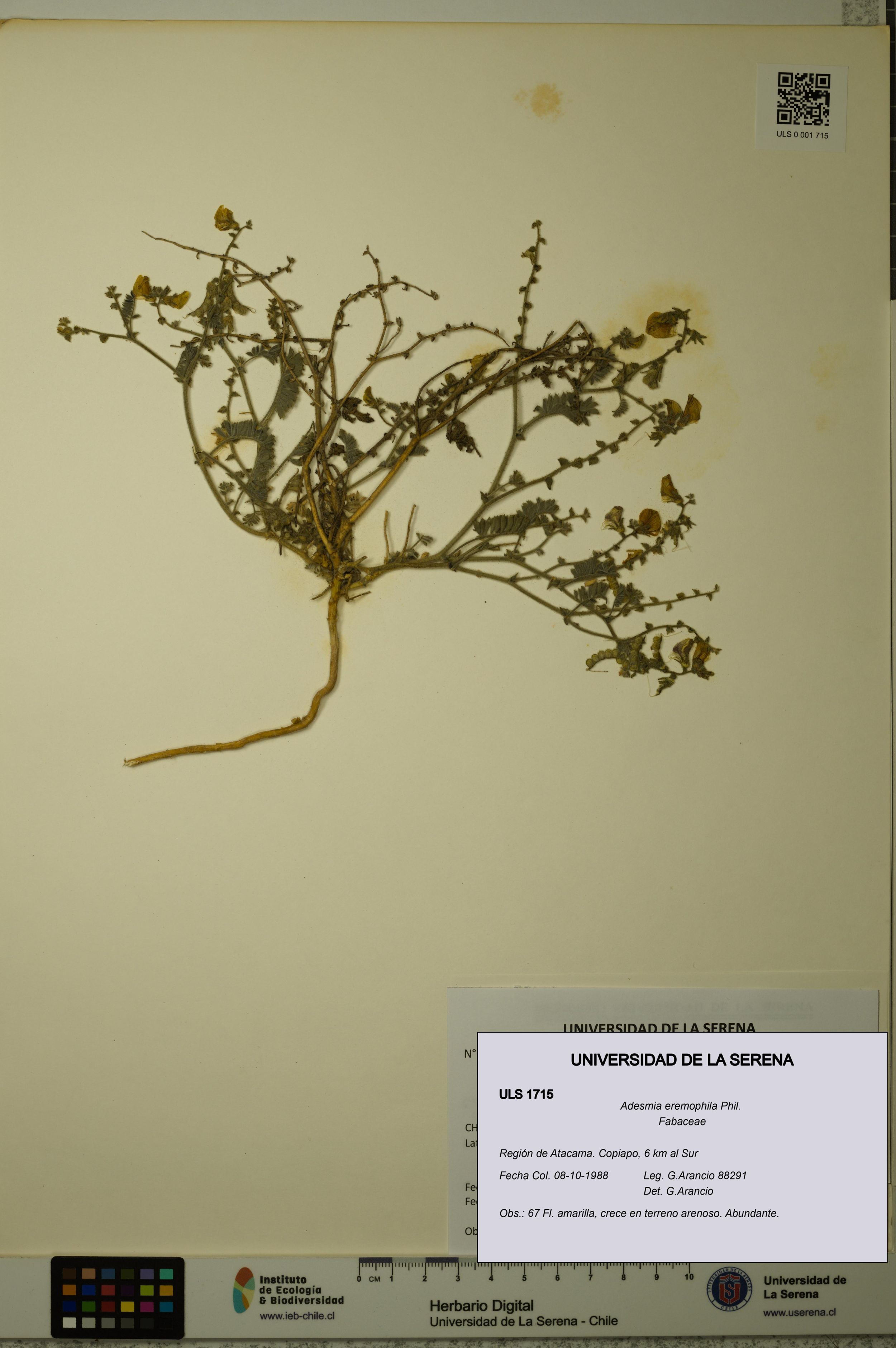 Adesmia eremophila [Espécimen: ]