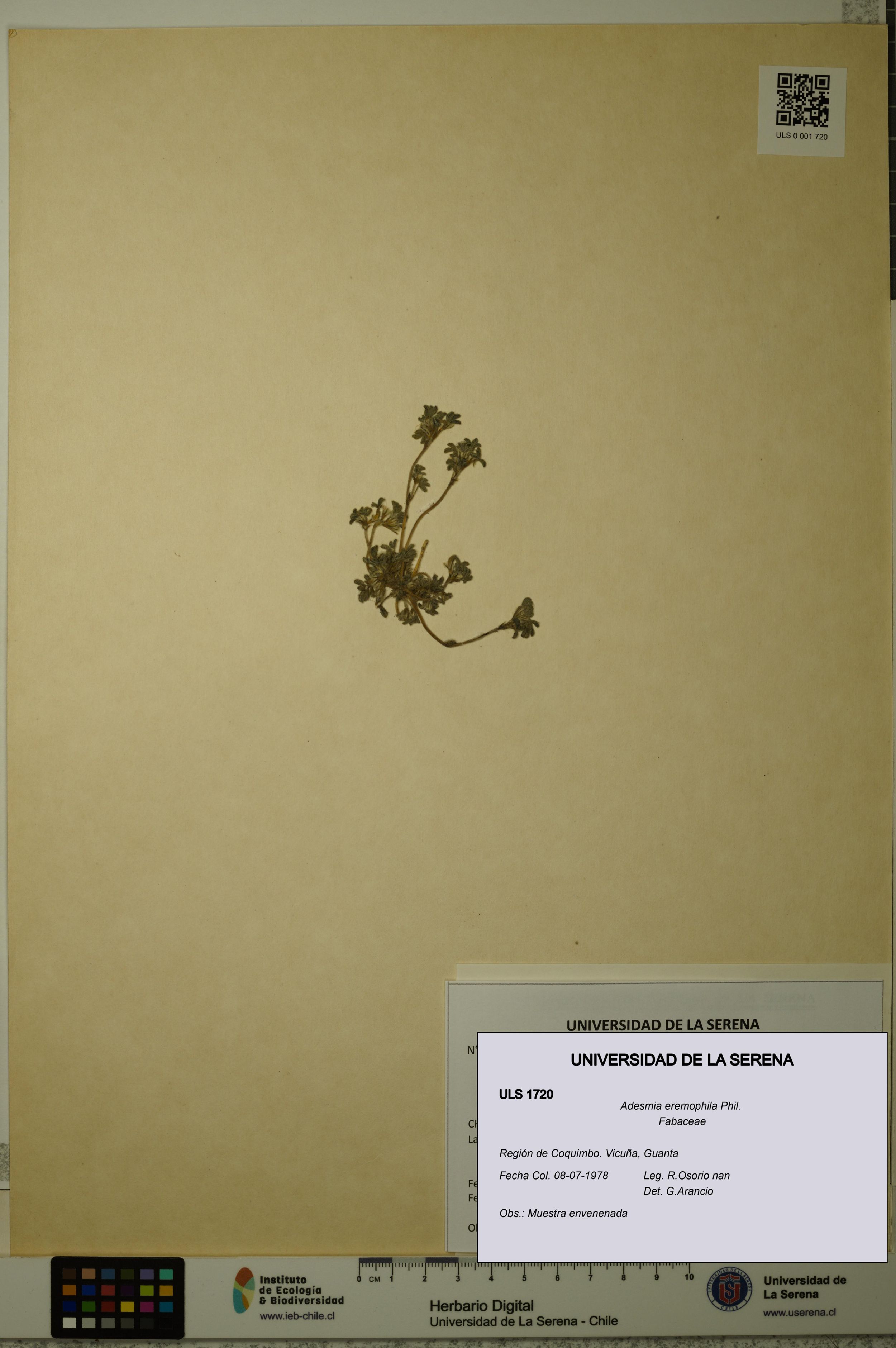 Adesmia eremophila [Espécimen: ]