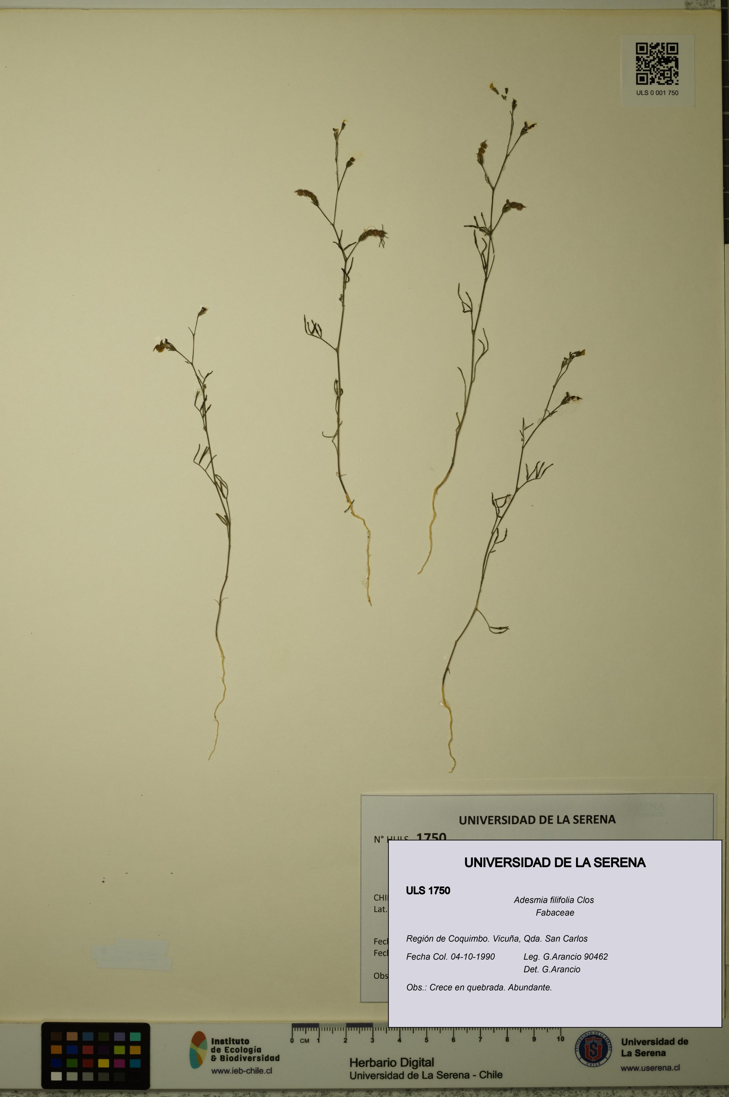 Adesmia filifolia [Espécimen: ]