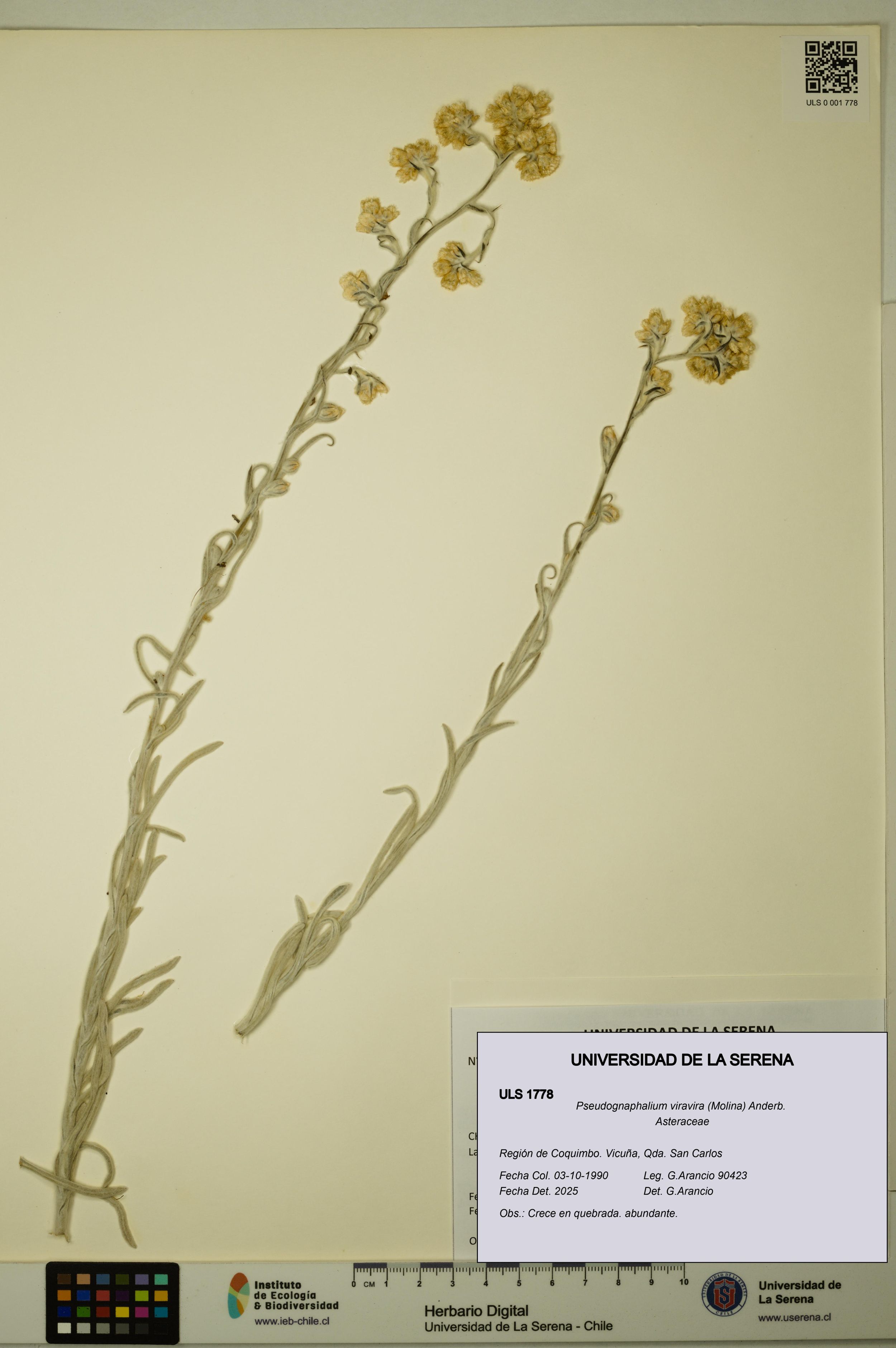 Pseudognaphalium viravira [Espécimen: ]
