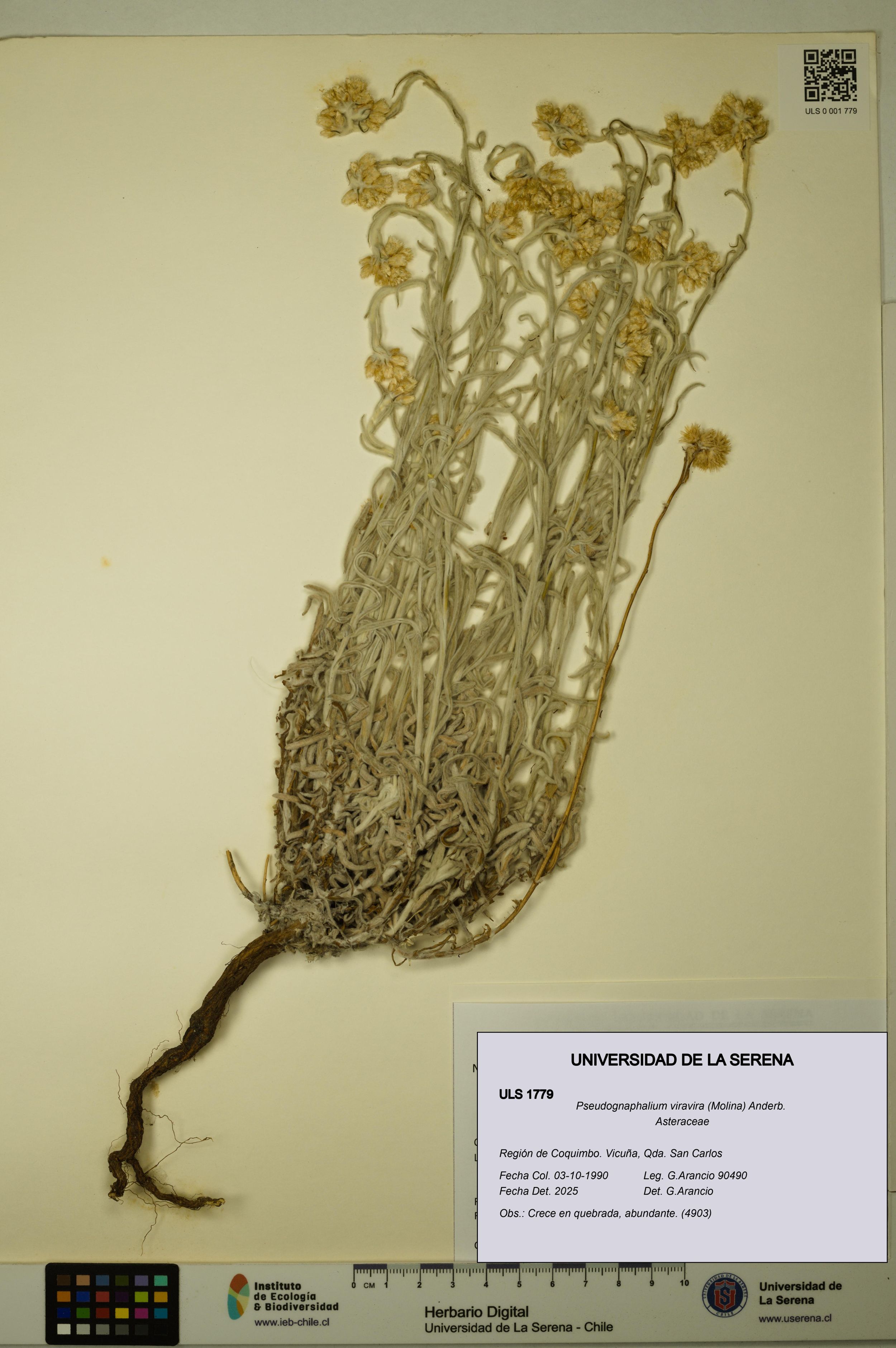 Pseudognaphalium viravira [Espécimen: ]