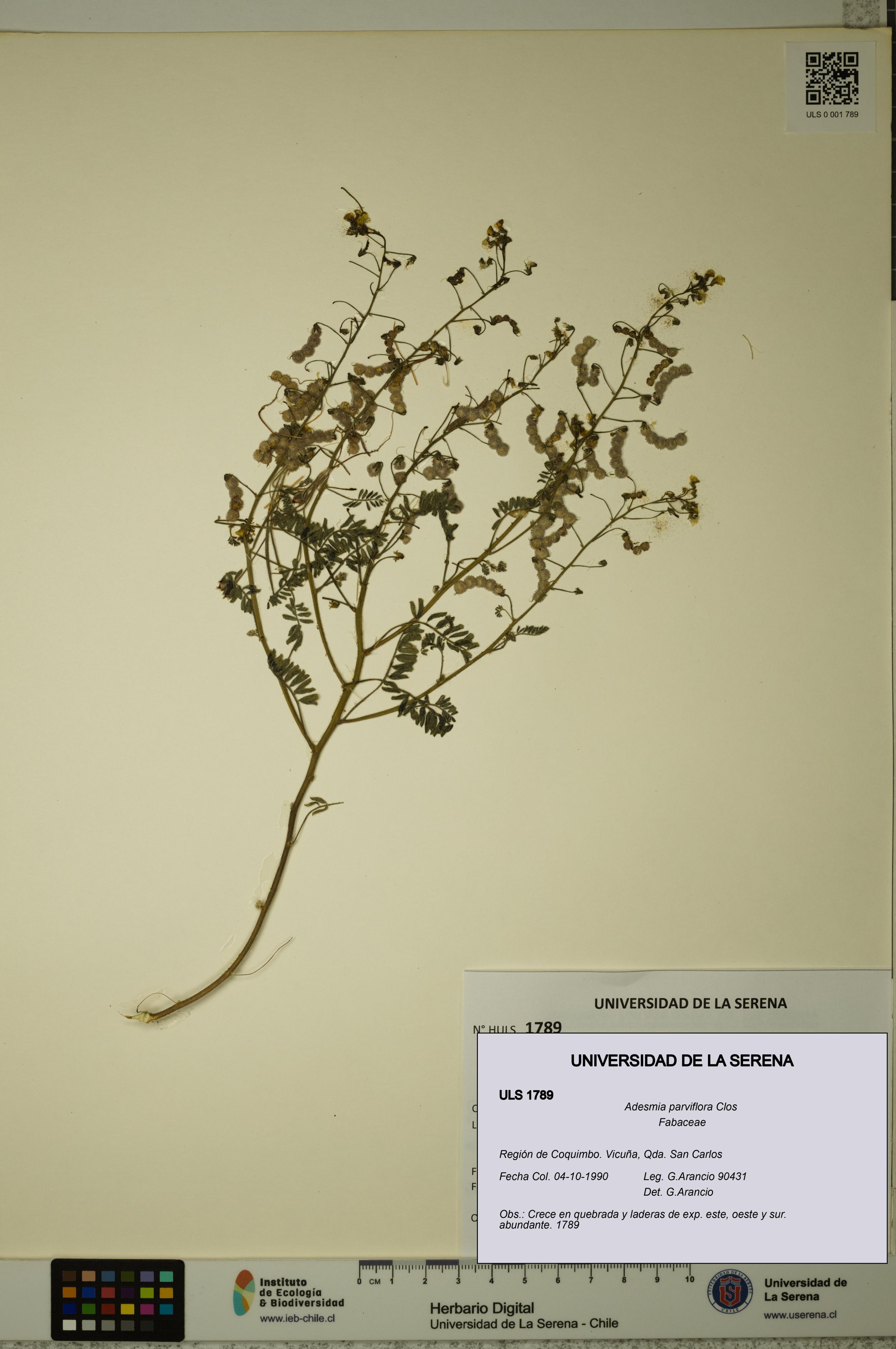 Adesmia parviflora [Espécimen: ]