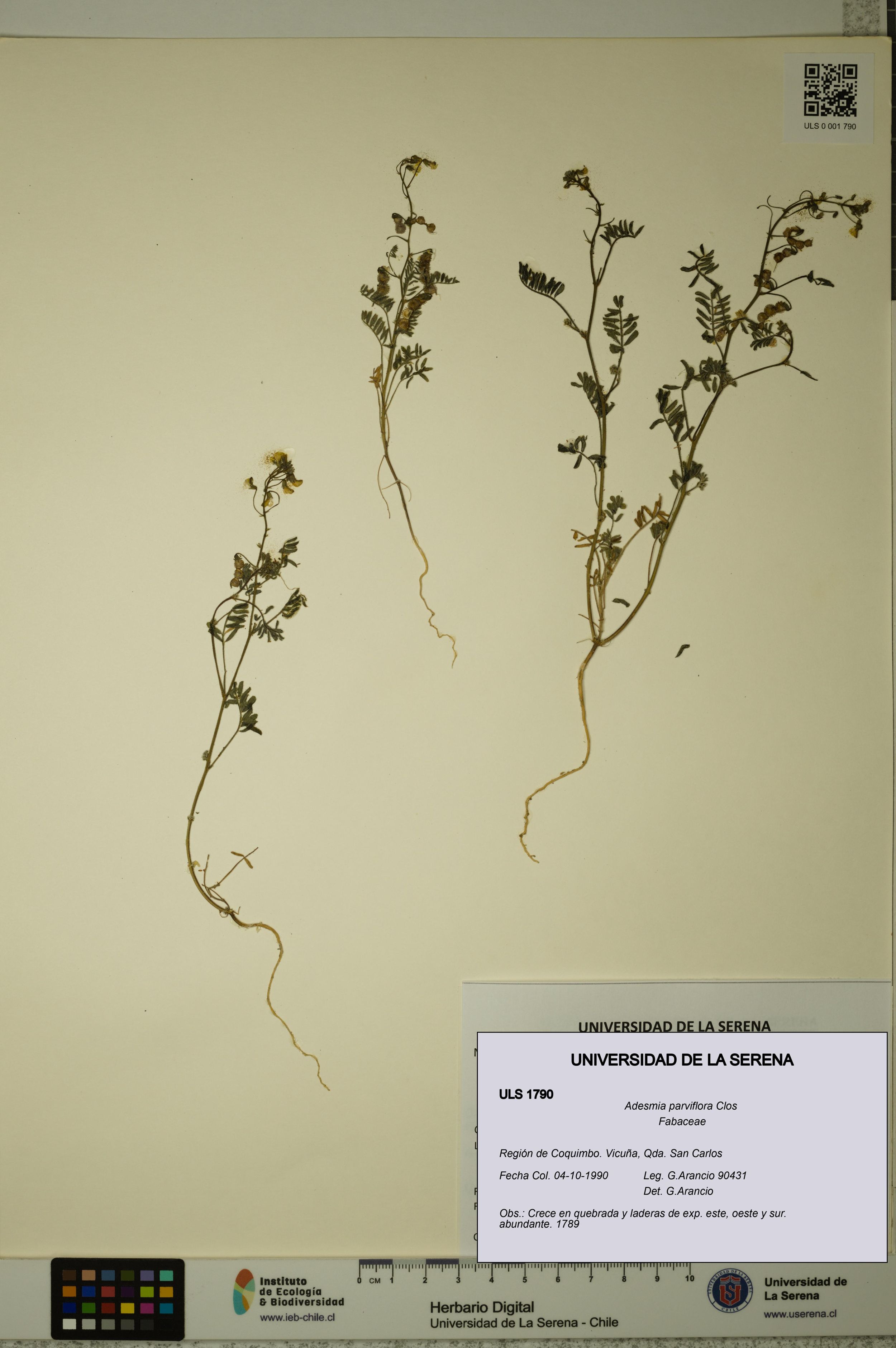 Adesmia parviflora [Espécimen: ]