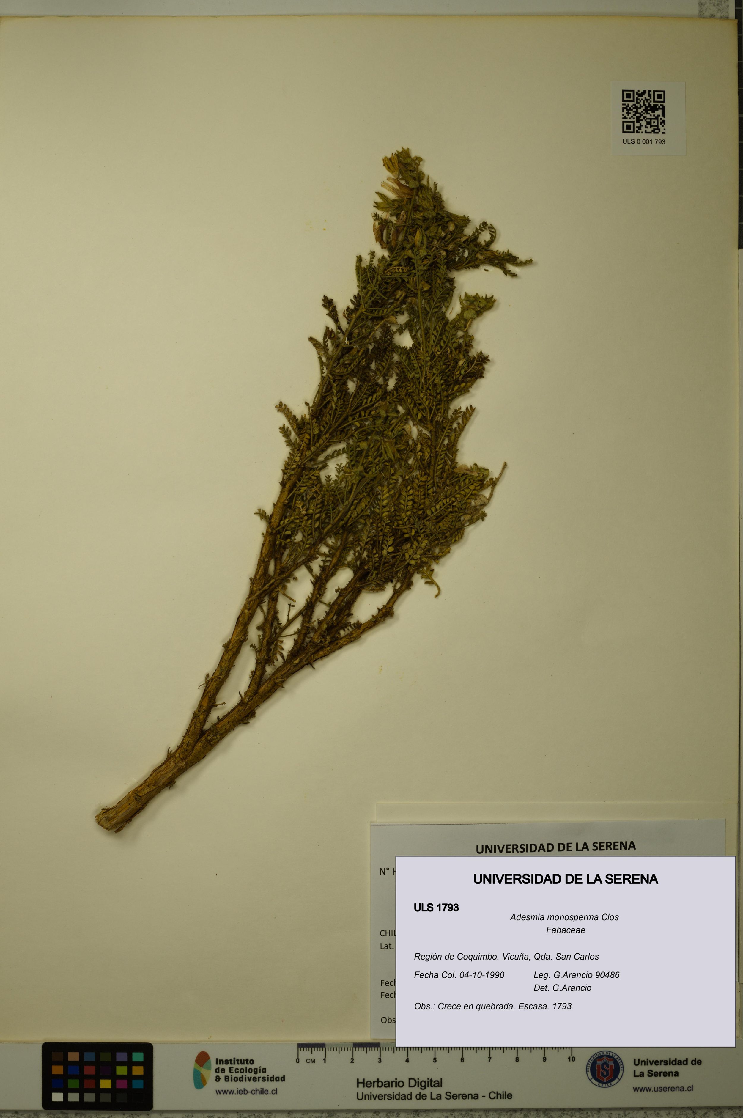 Adesmia monosperma [Espécimen: ]