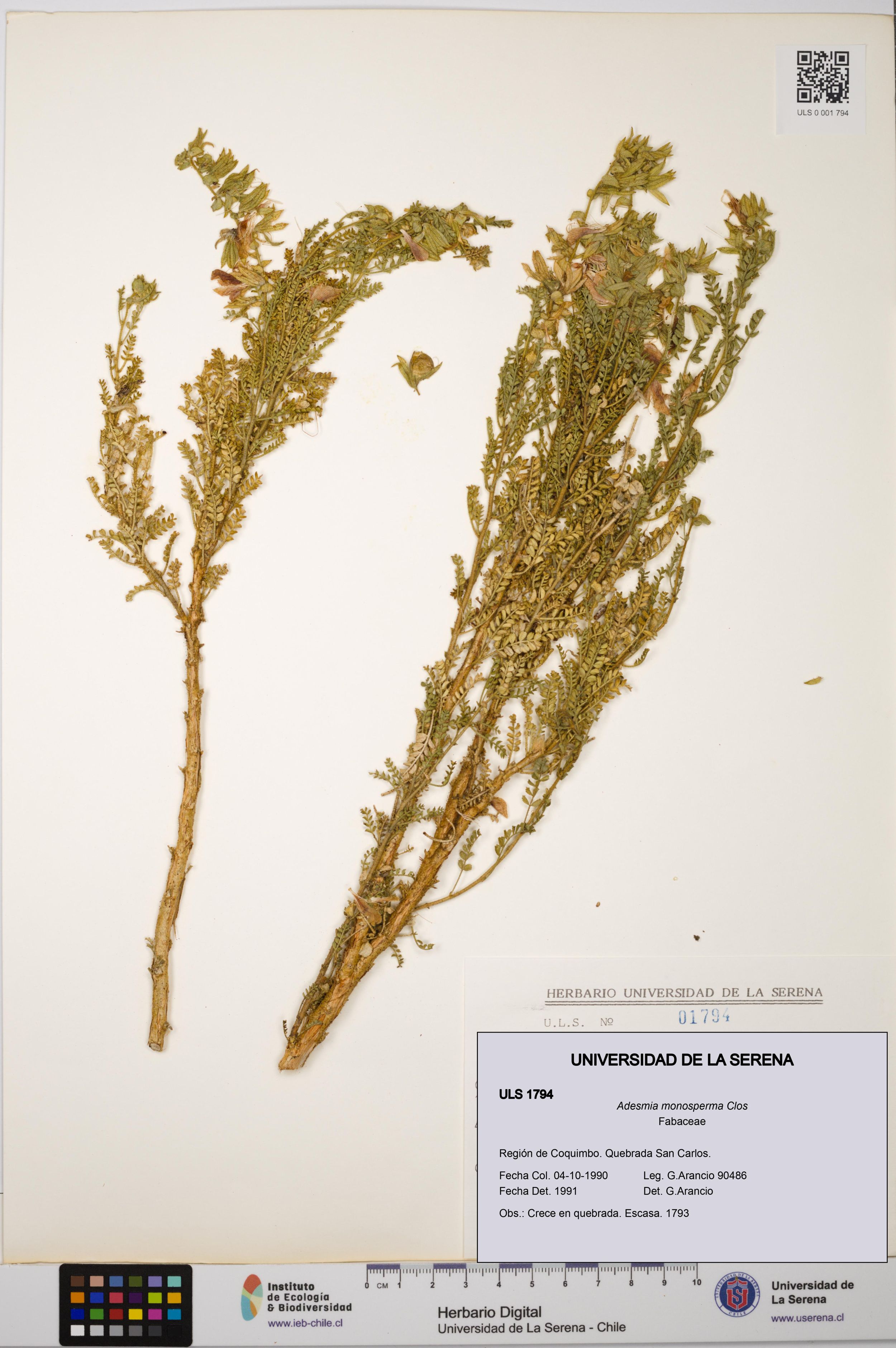 Adesmia monosperma [Espécimen: ]