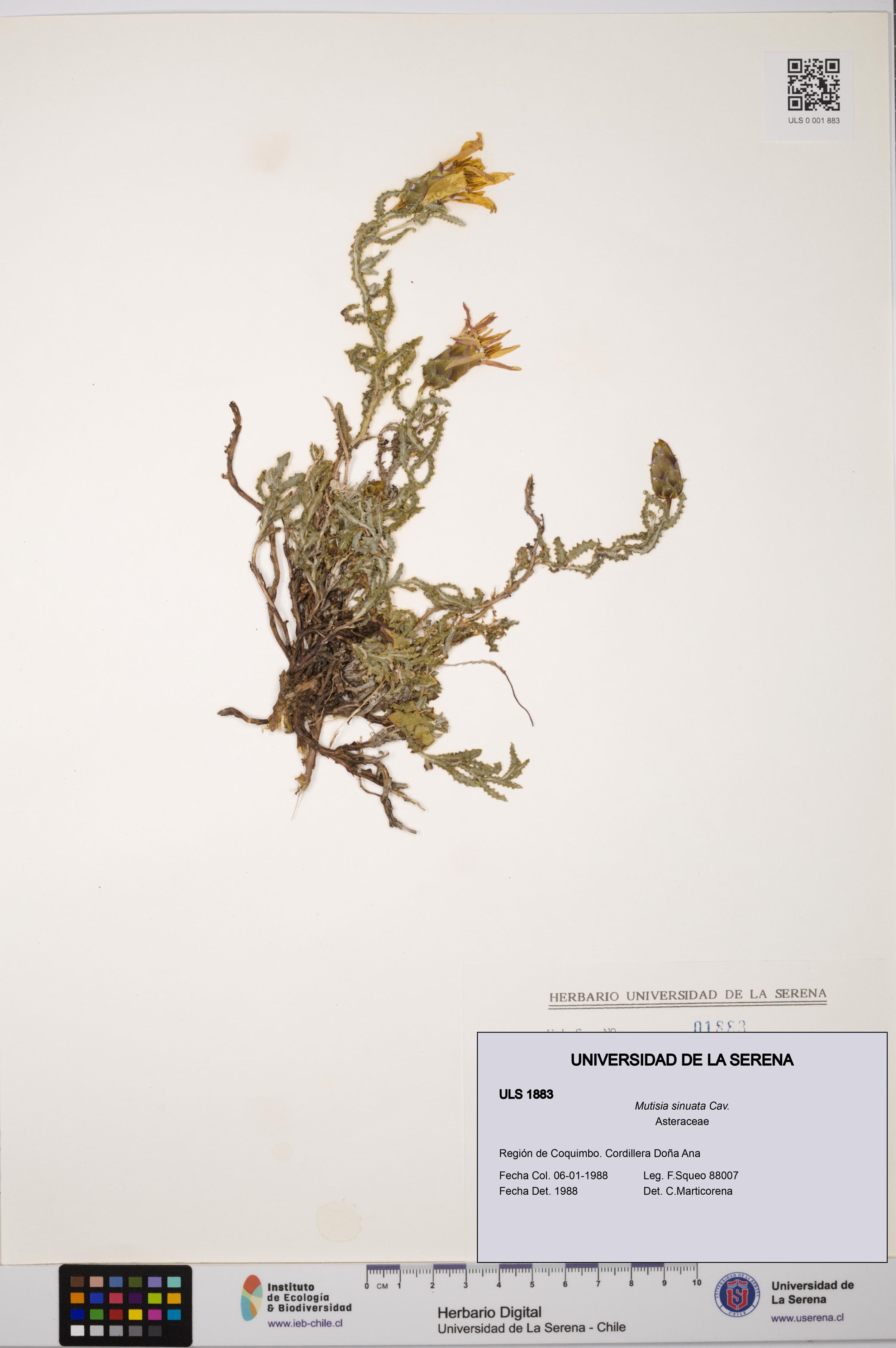 Mutisia sinuata [Espécimen: ]