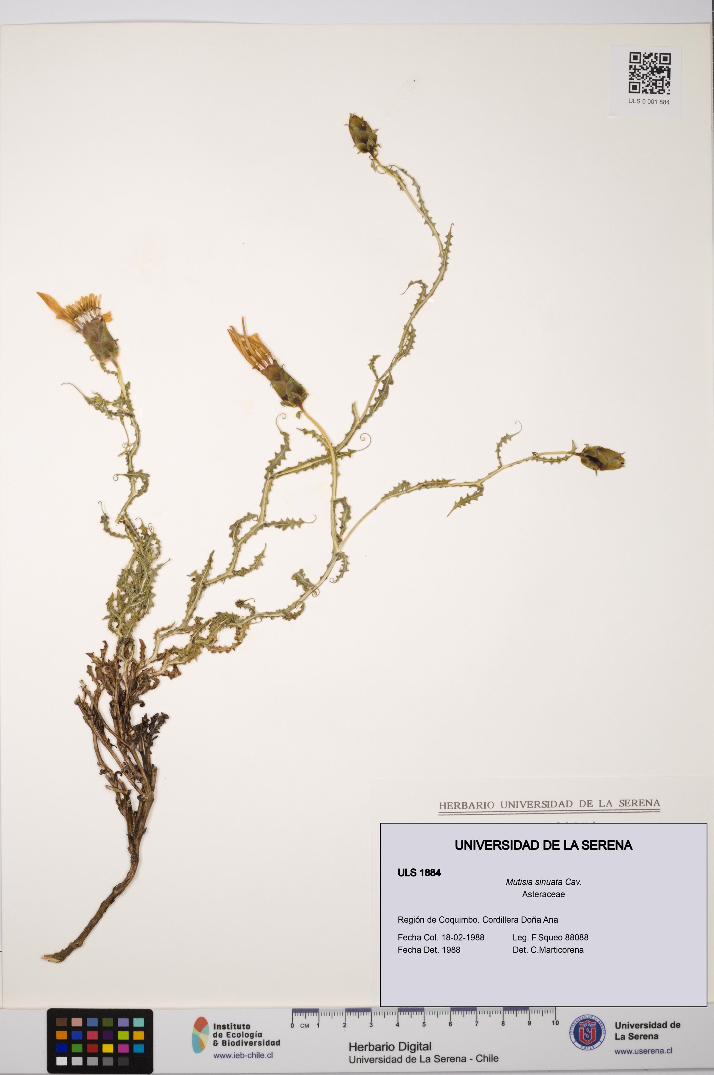 Mutisia sinuata [Espécimen: ]