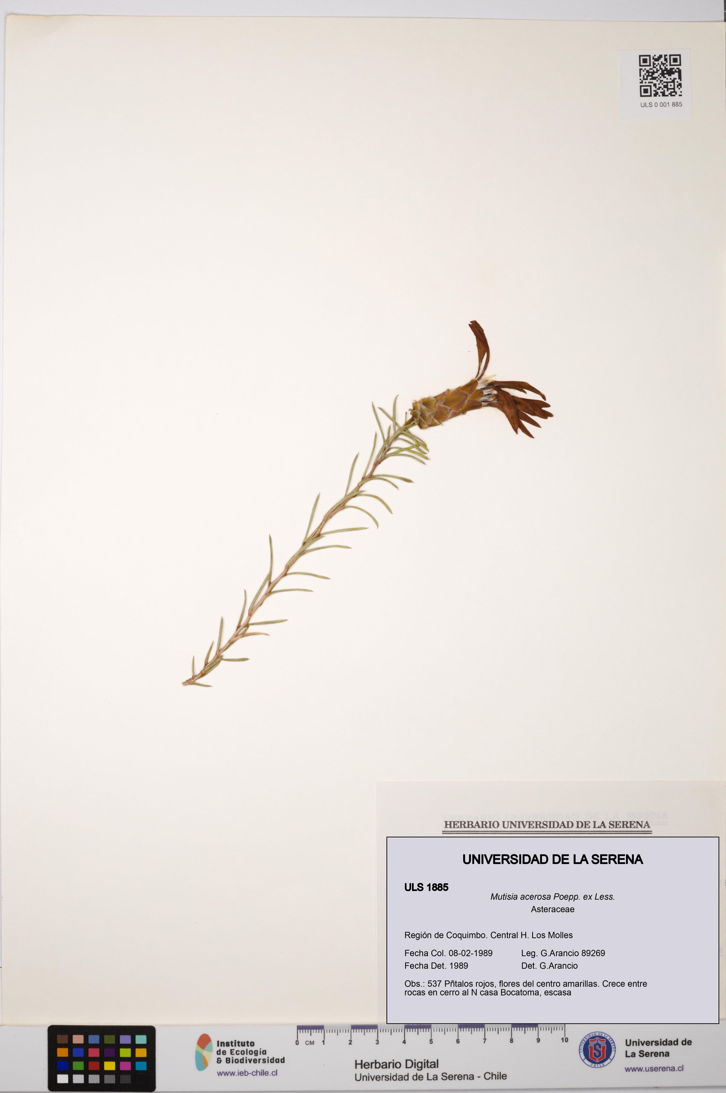 Mutisia acerosa [Espécimen: ]