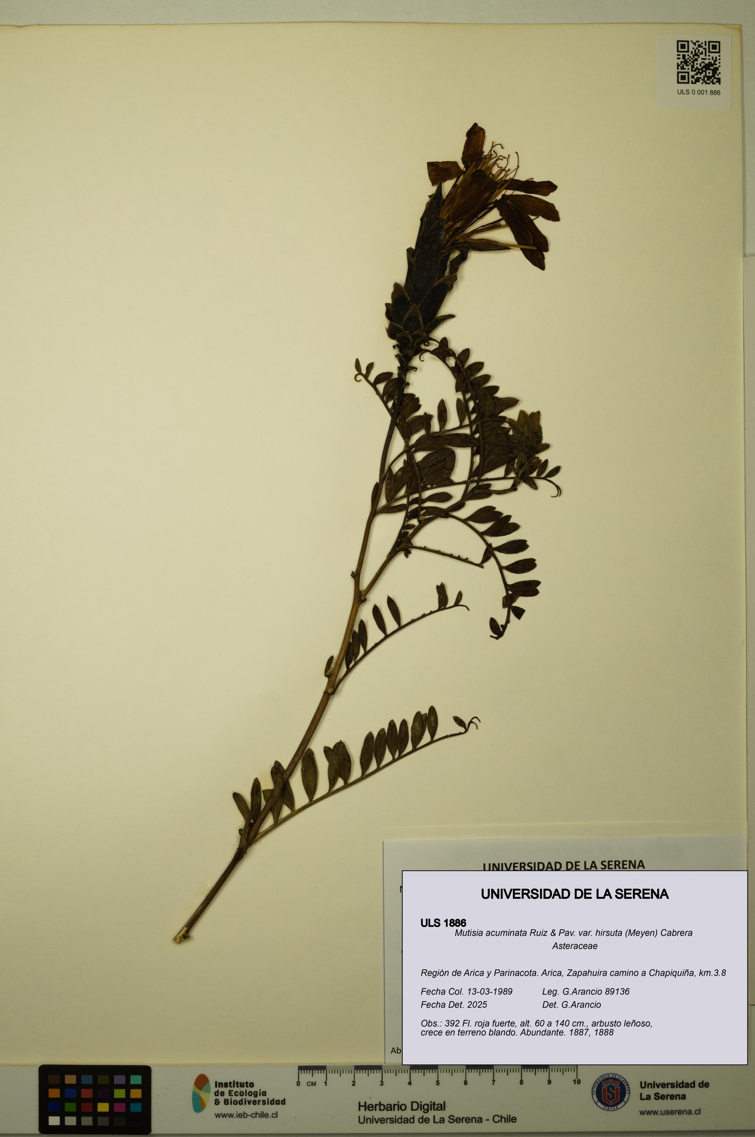 Mutisia acuminata var. hirsuta [Espécimen: ]