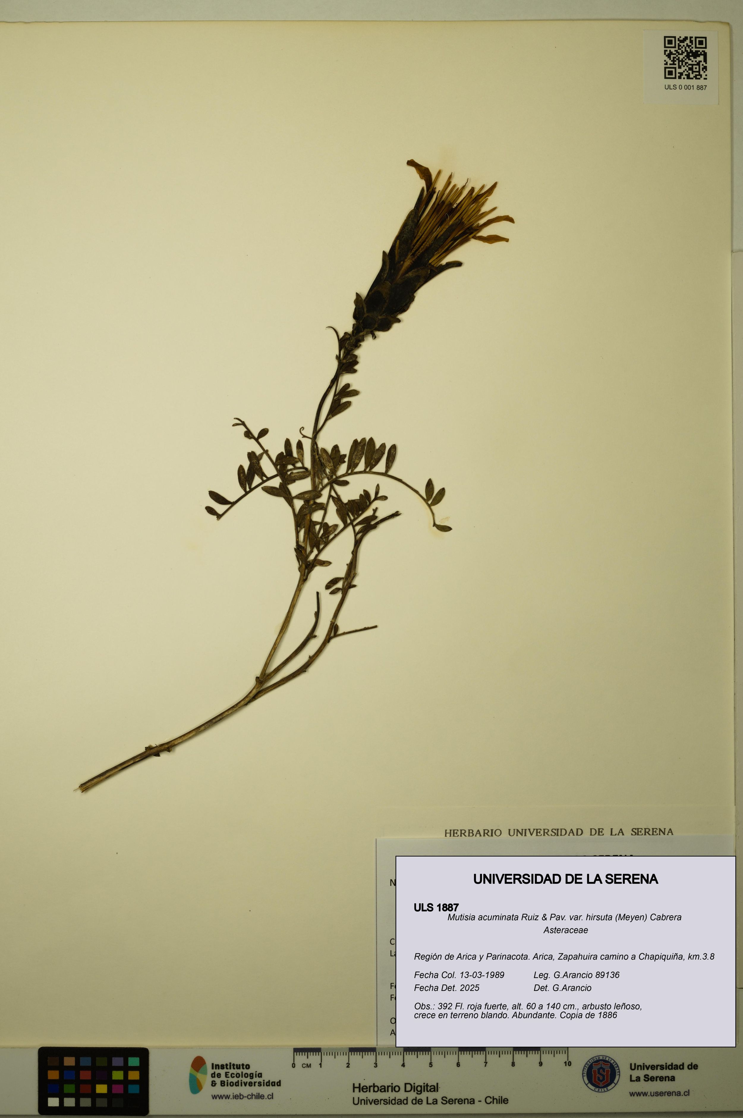 Mutisia acuminata var. hirsuta [Espécimen: ]