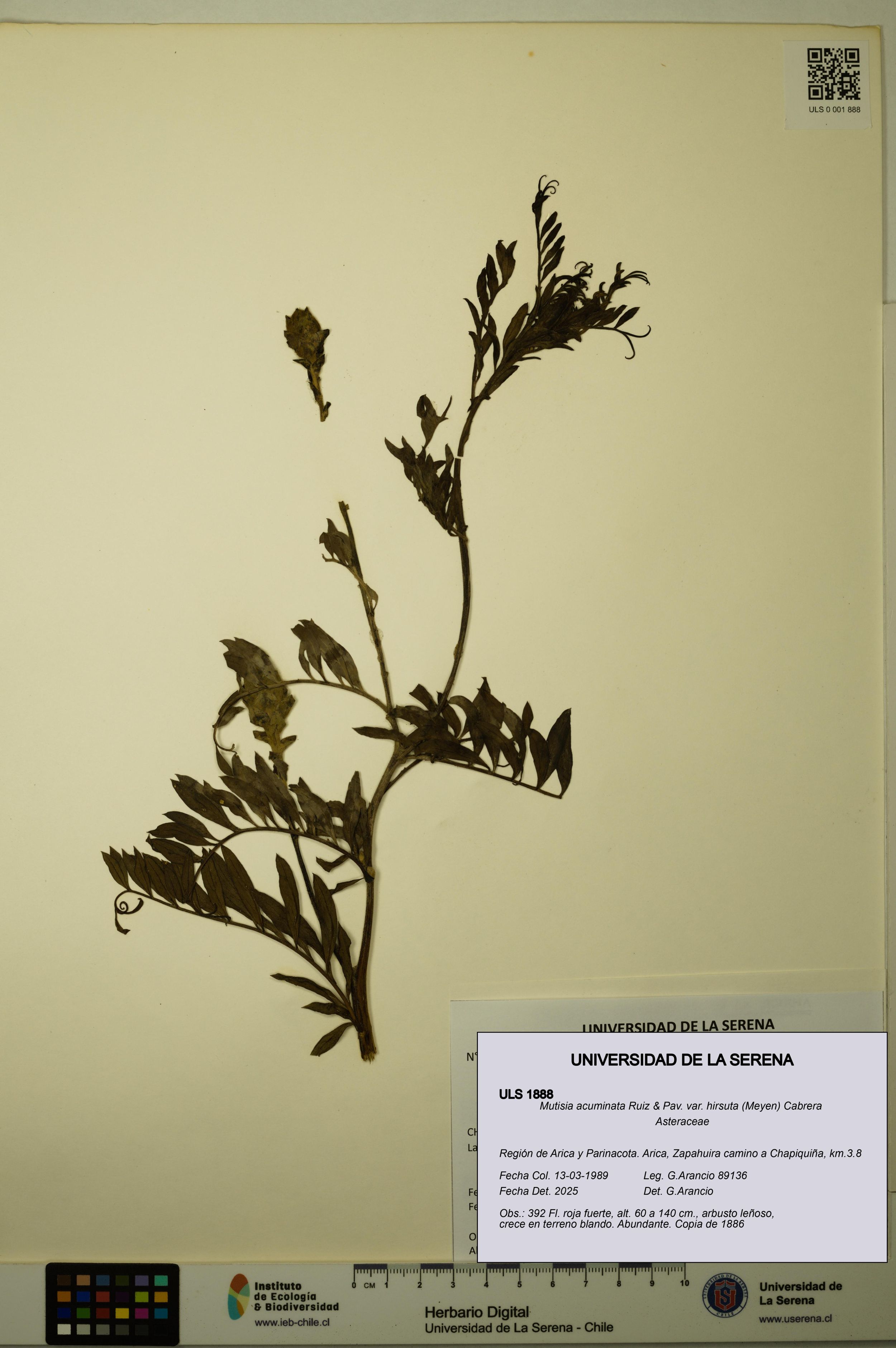 Mutisia acuminata var. hirsuta [Espécimen: ]