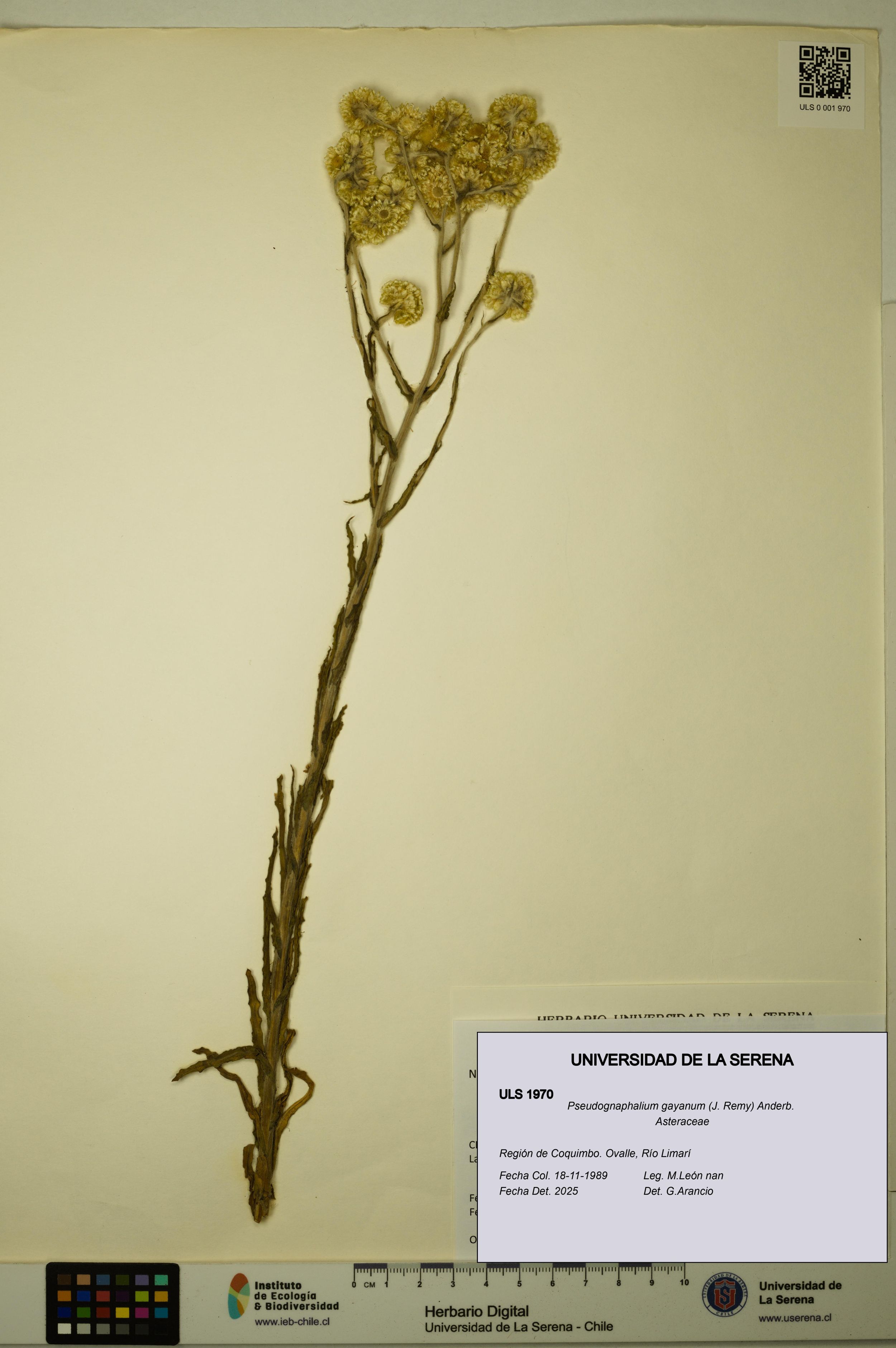 Pseudognaphalium gayanum [Espécimen: ]