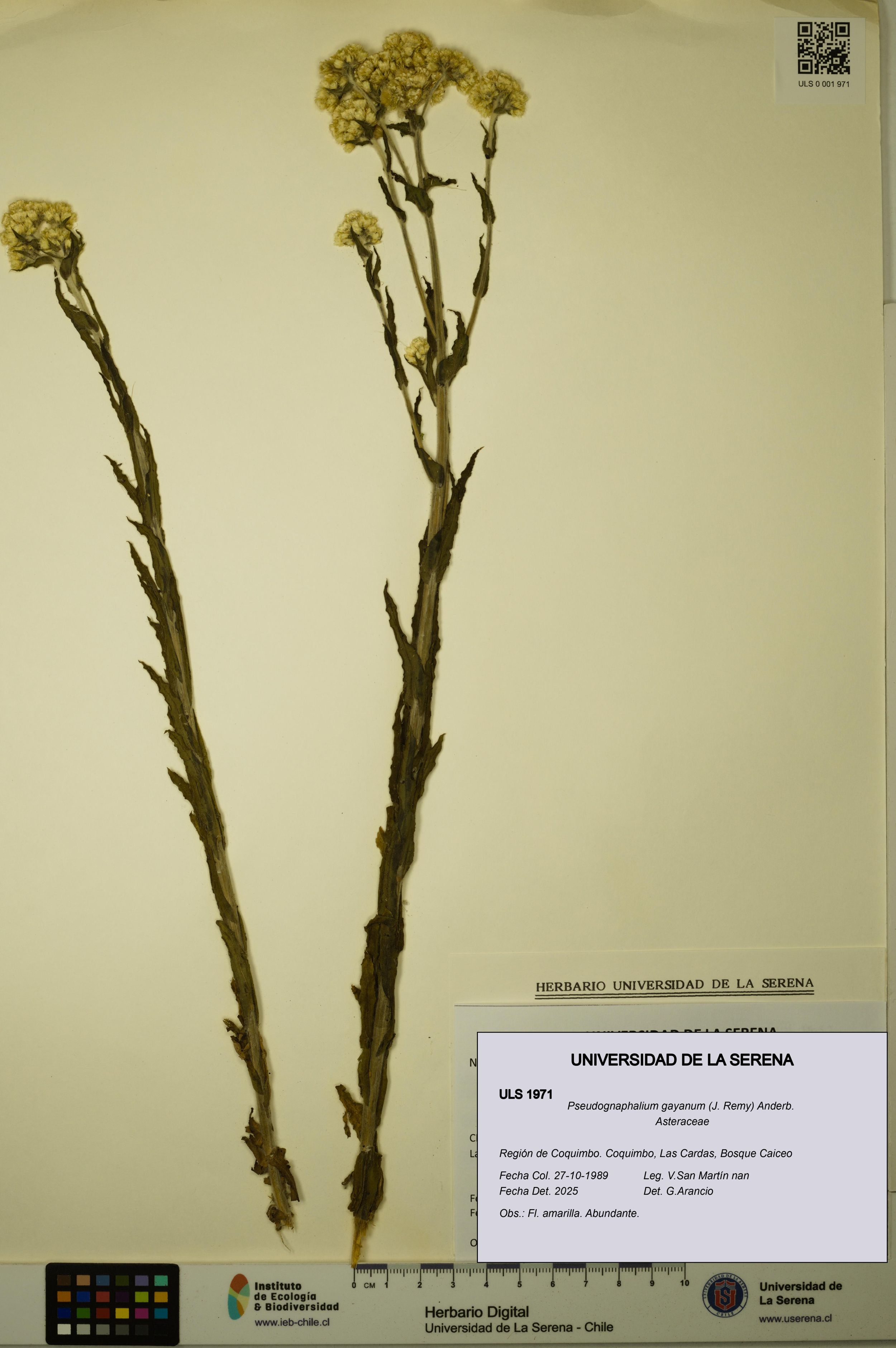 Pseudognaphalium gayanum [Espécimen: ]