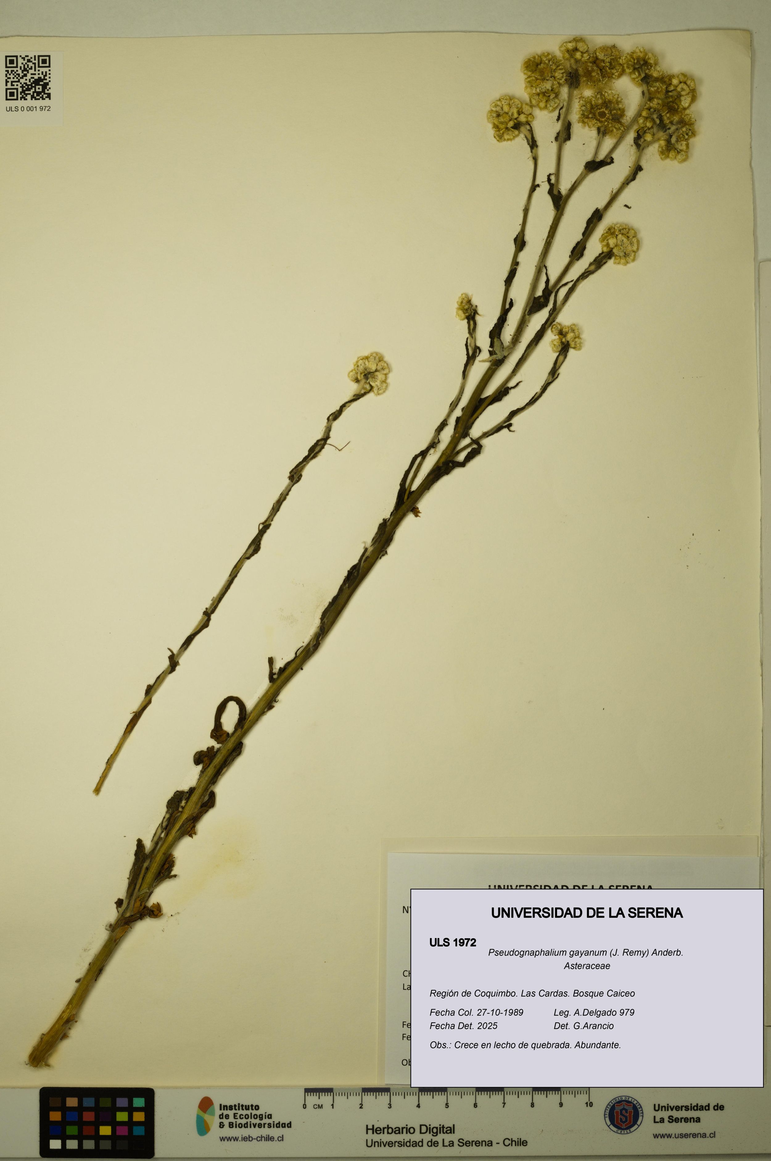 Pseudognaphalium gayanum [Espécimen: ]