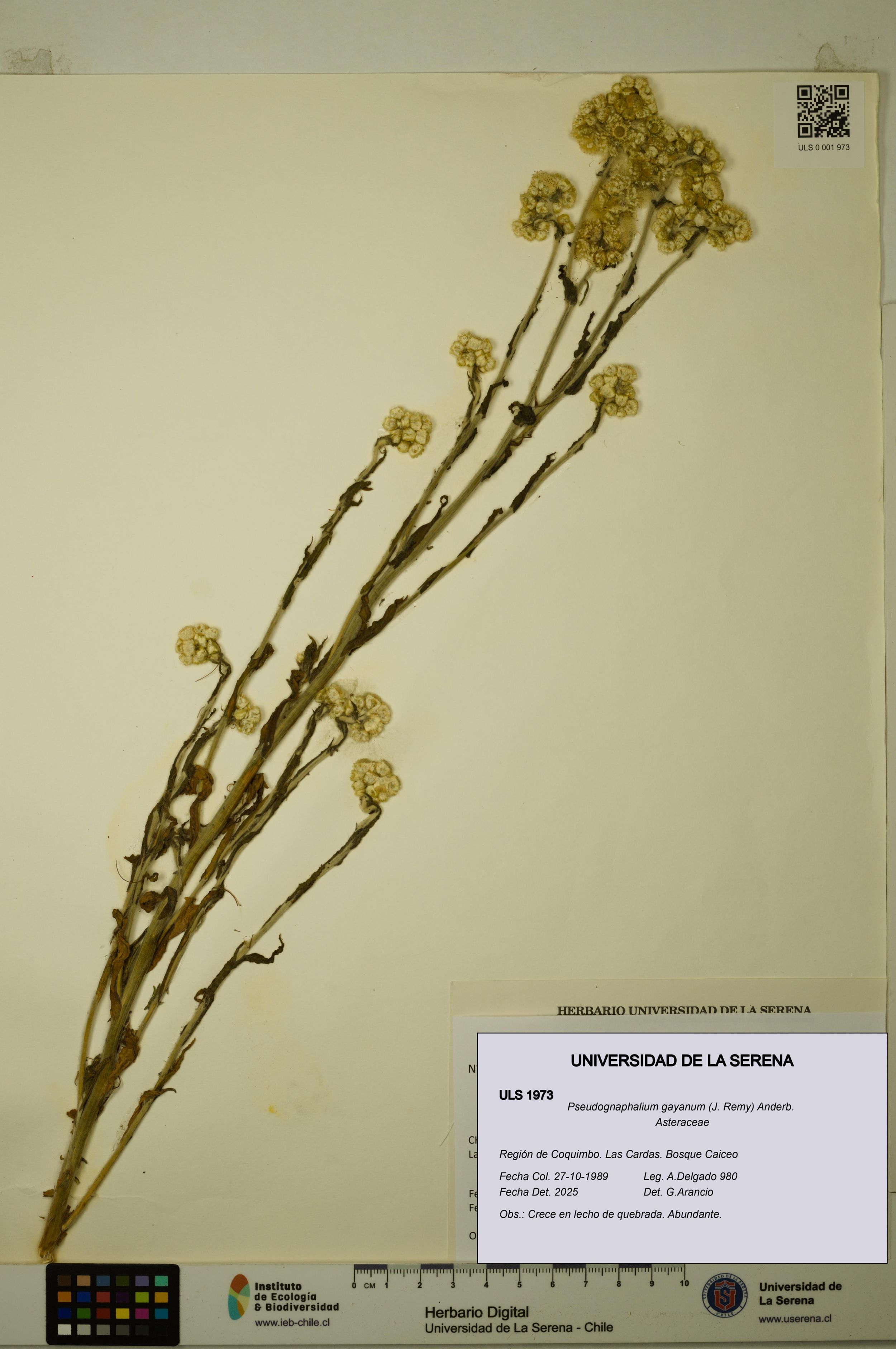 Pseudognaphalium gayanum [Espécimen: ]