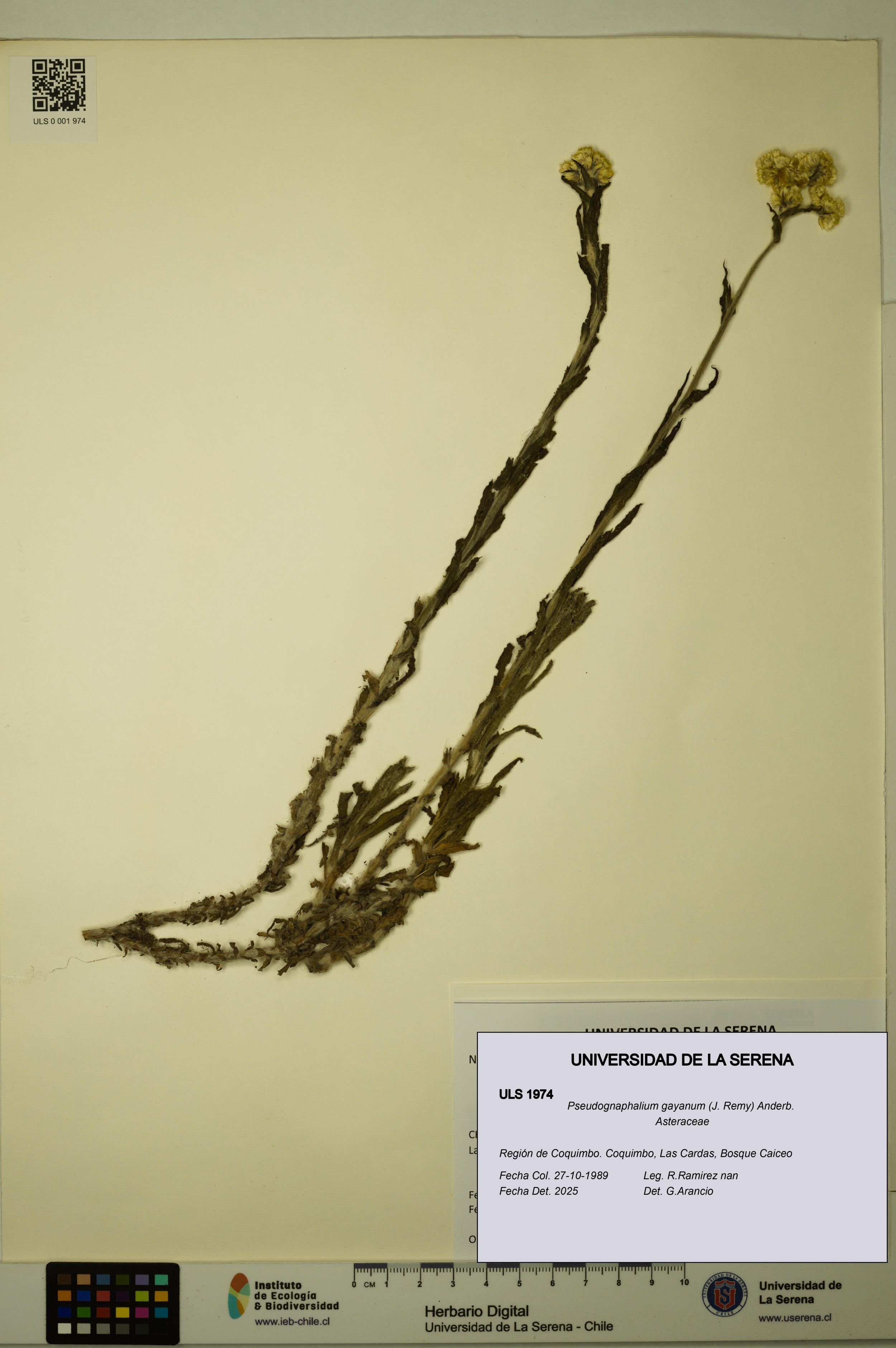 Pseudognaphalium gayanum [Espécimen: ]