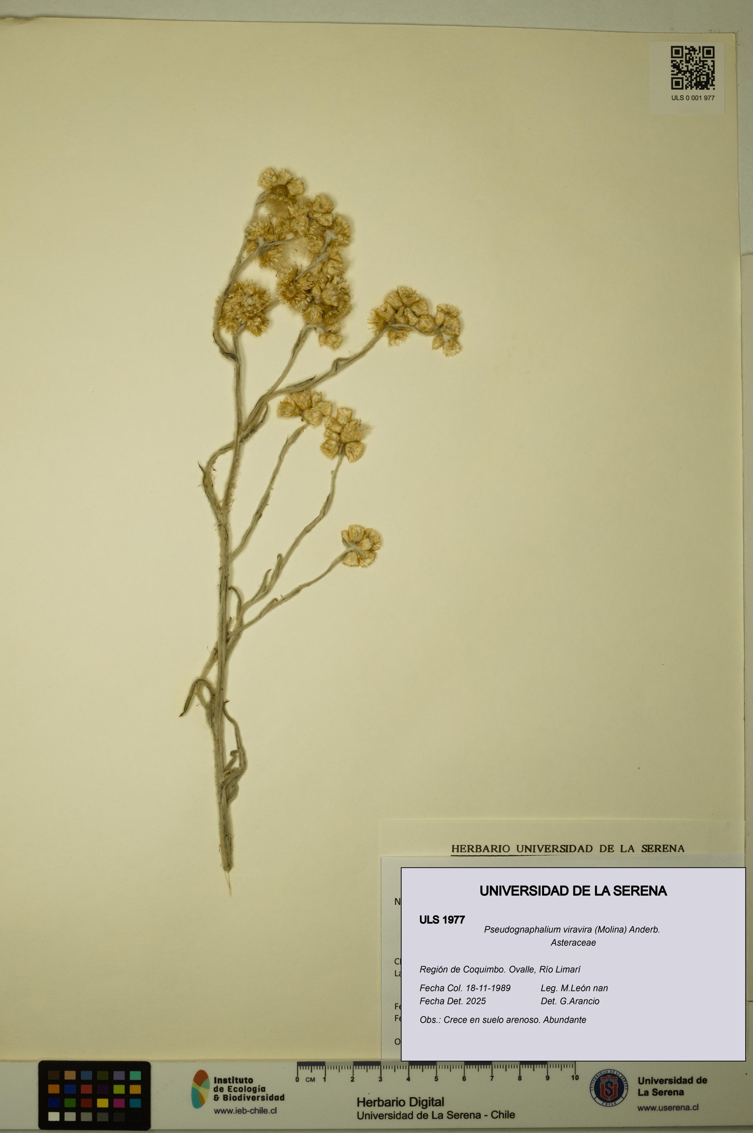 Pseudognaphalium viravira [Espécimen: ]