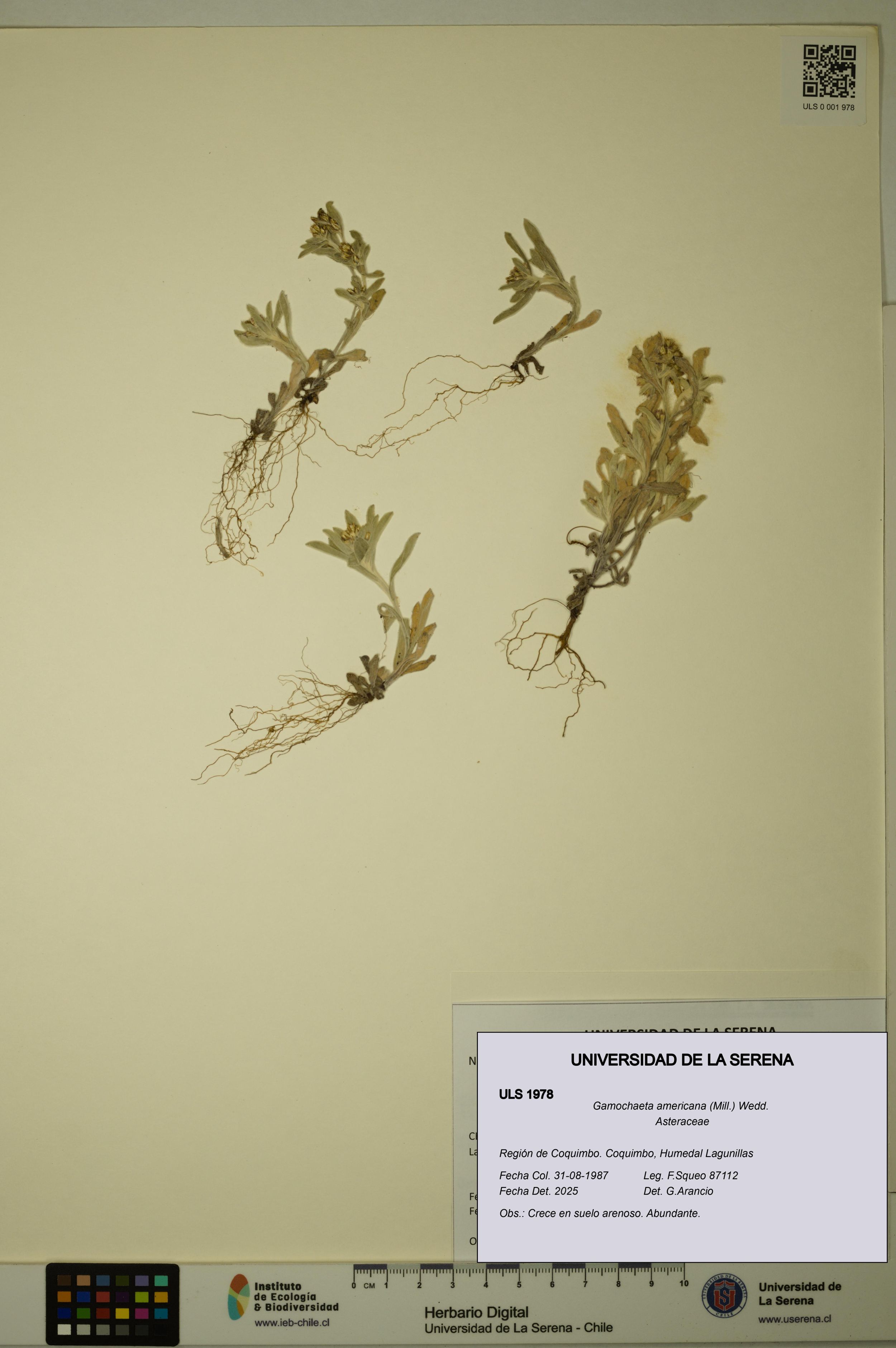 Gamochaeta americana [Espécimen: ]