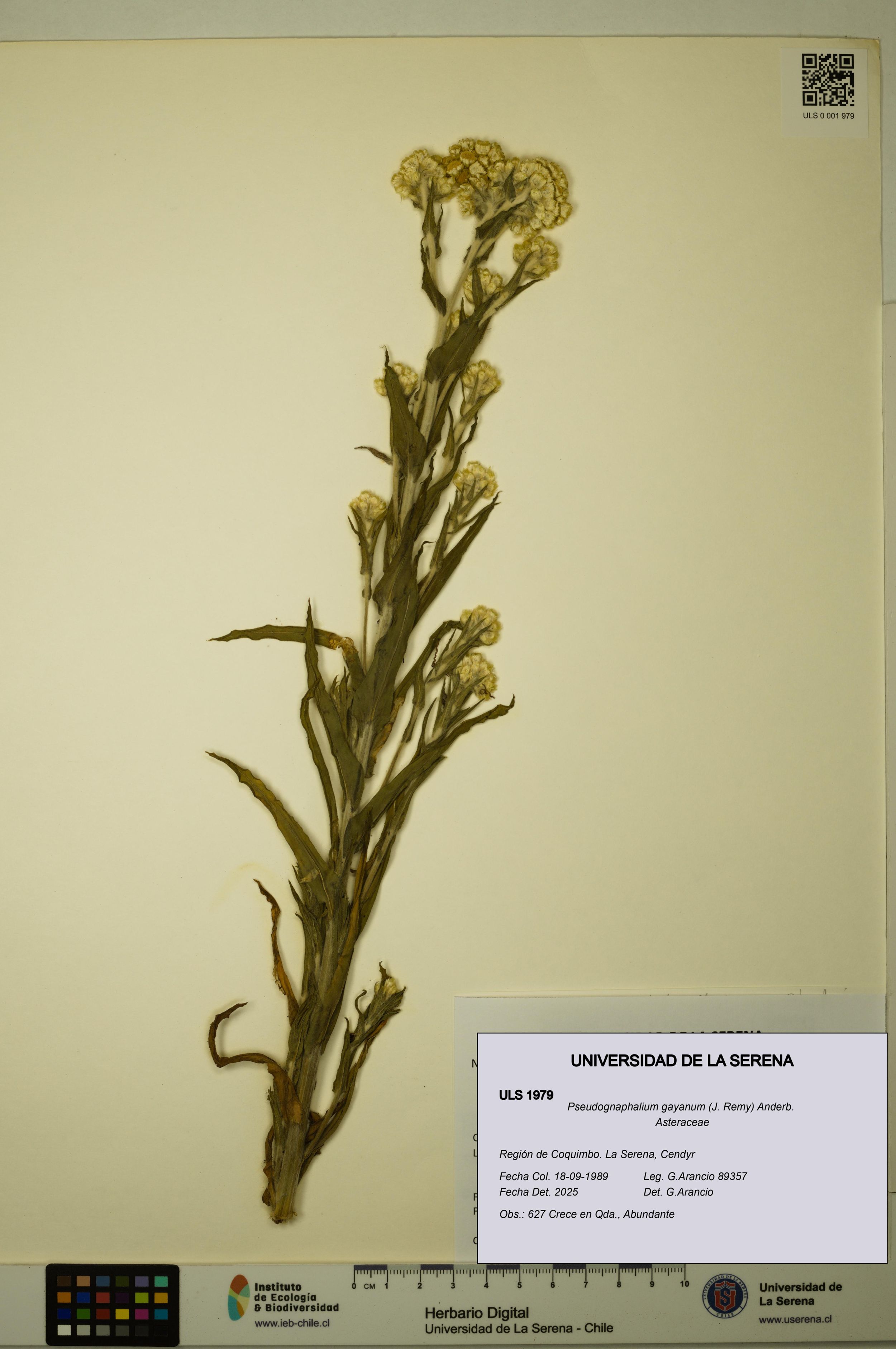 Pseudognaphalium gayanum [Espécimen: ]