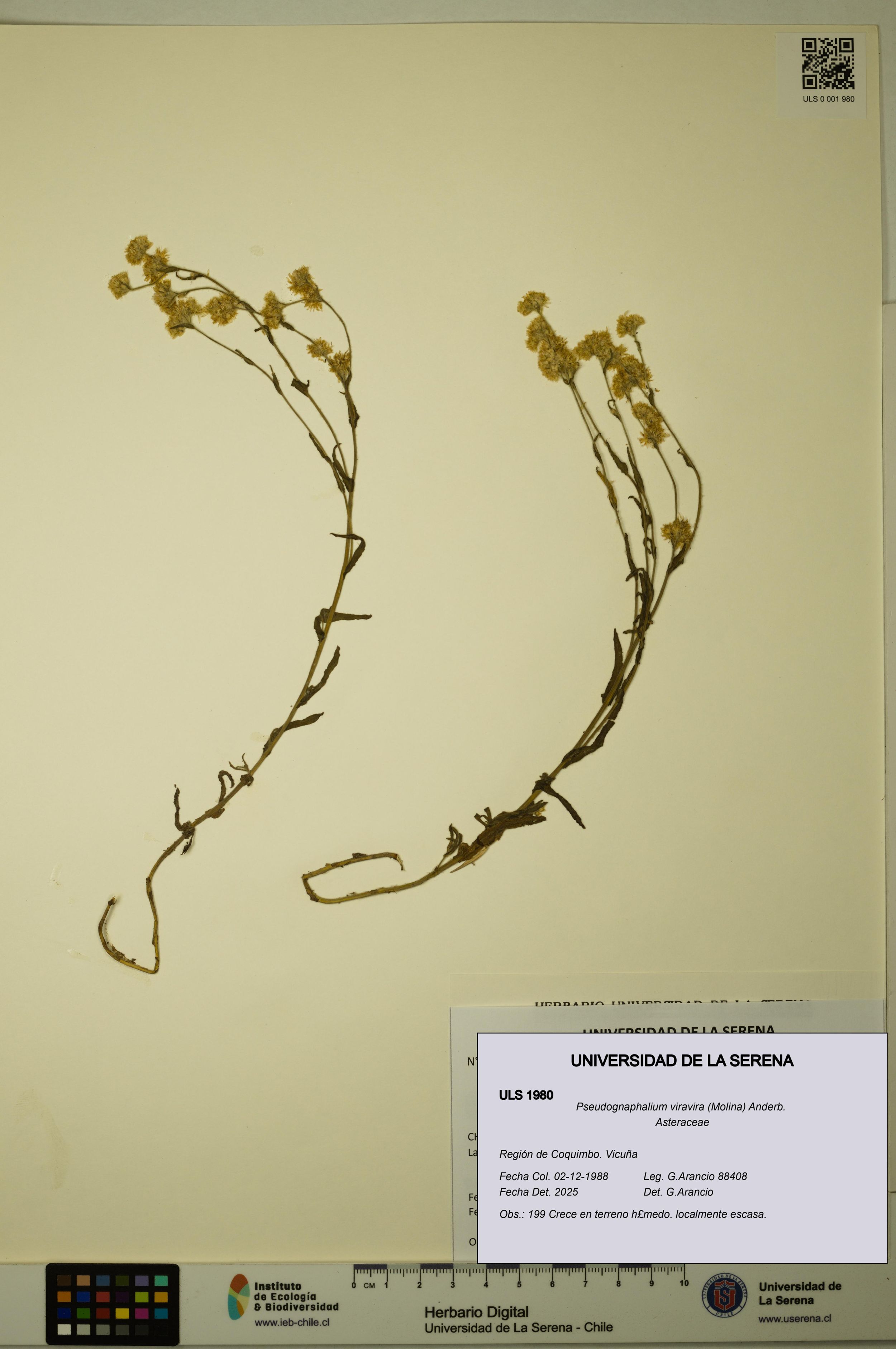 Pseudognaphalium viravira [Espécimen: ]