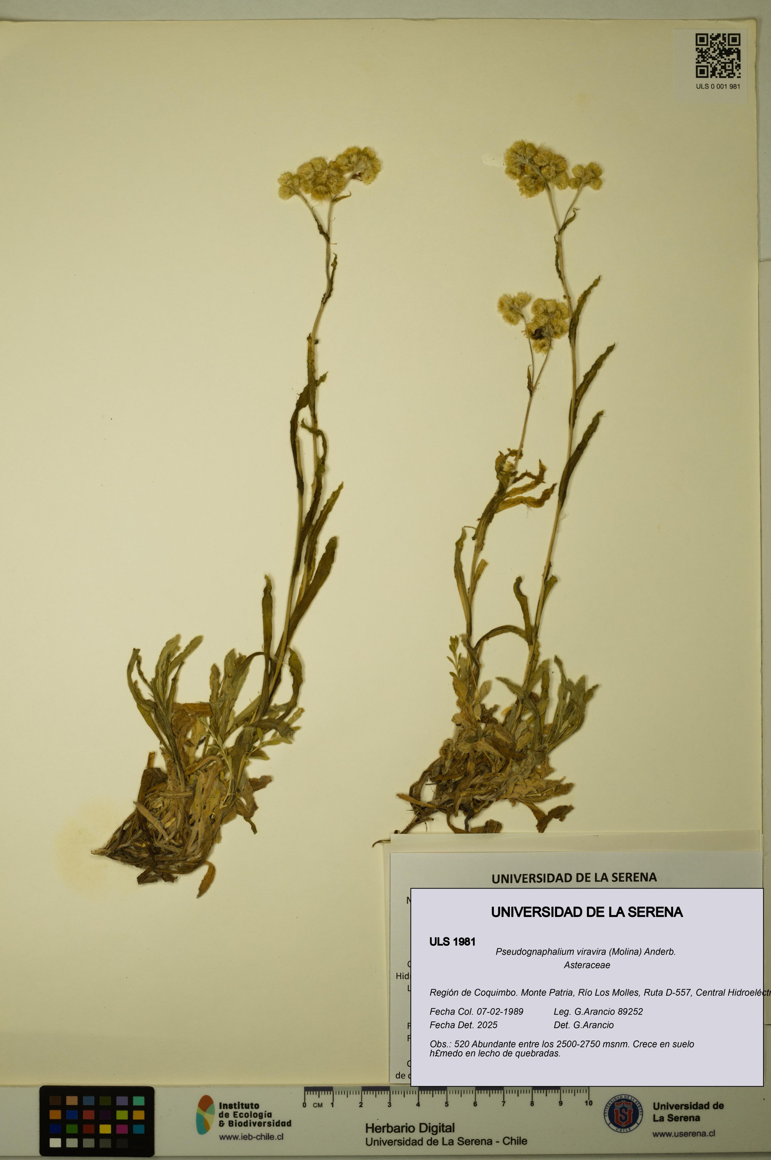 Pseudognaphalium viravira [Espécimen: ]