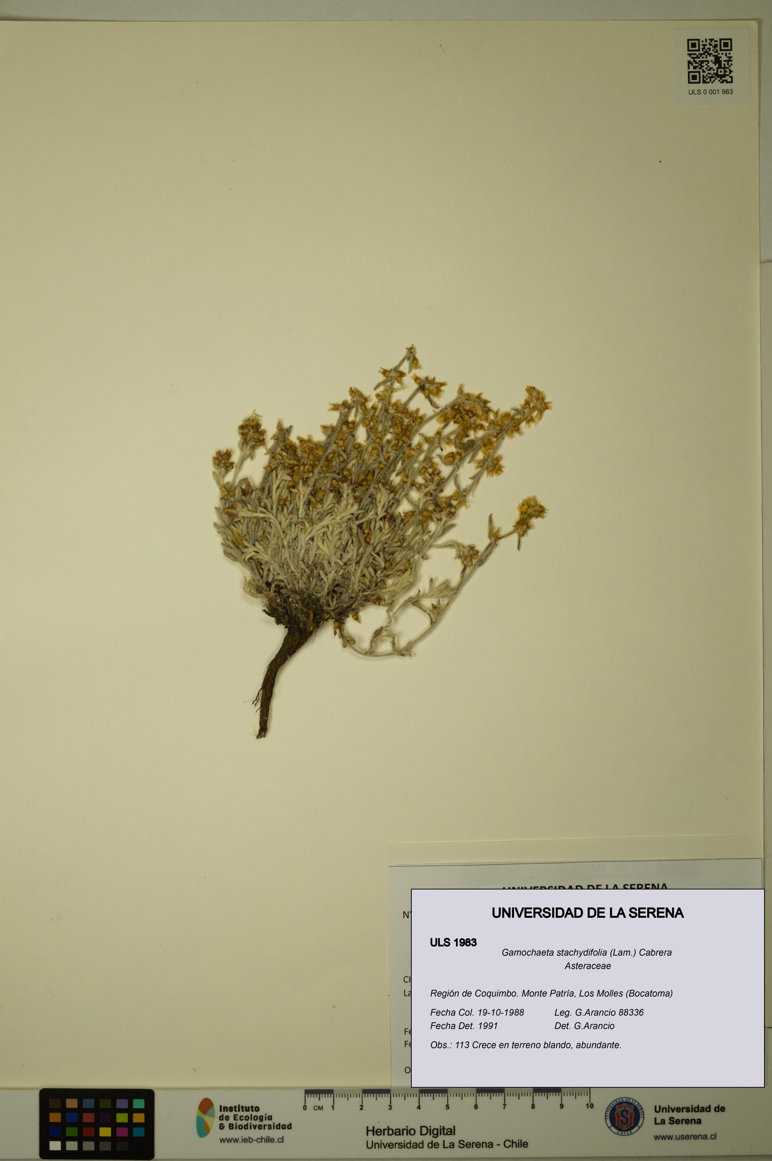 Gamochaeta stachydifolia [Espécimen: ]
