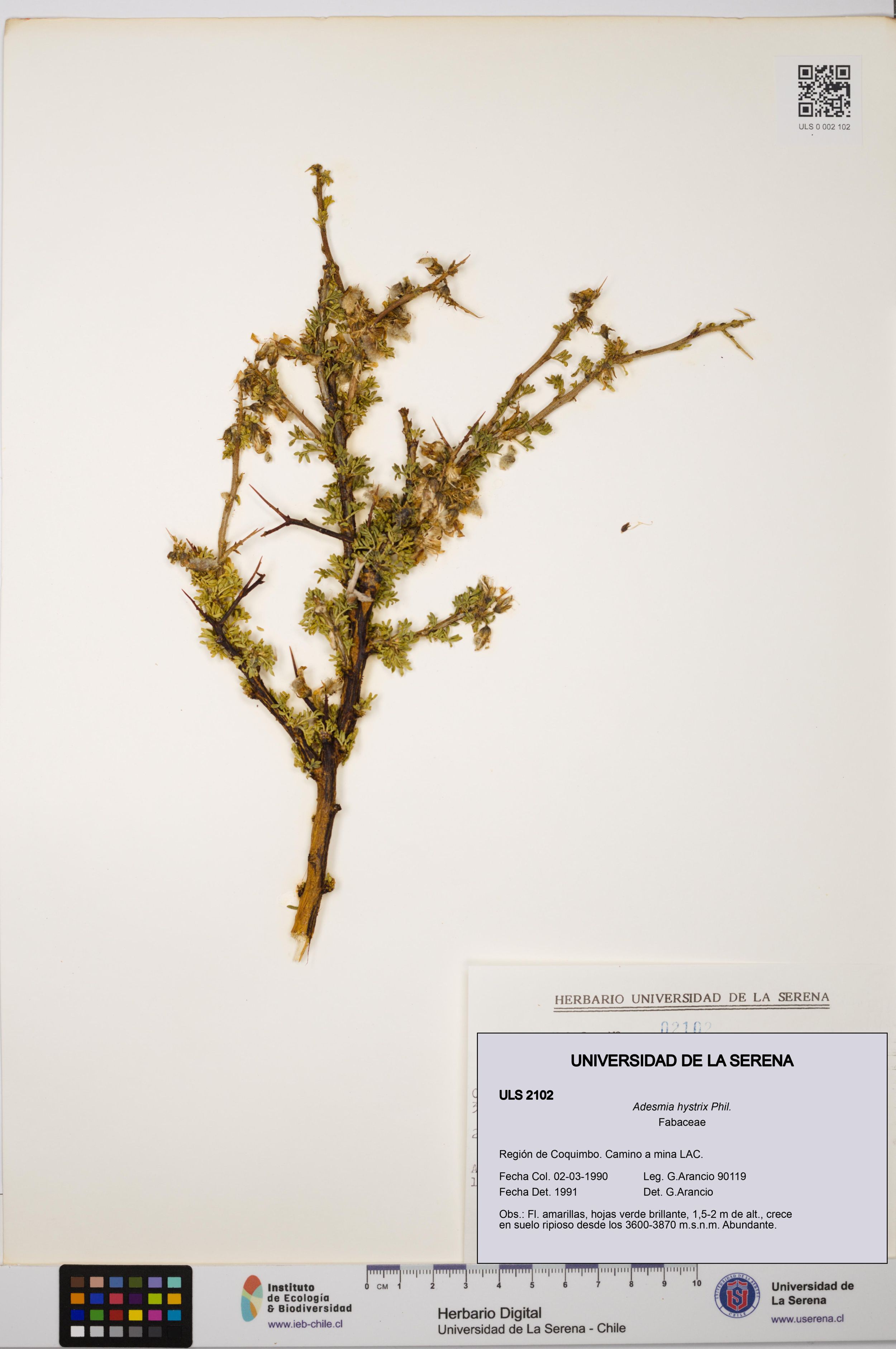 Adesmia hystrix [Espécimen: ]