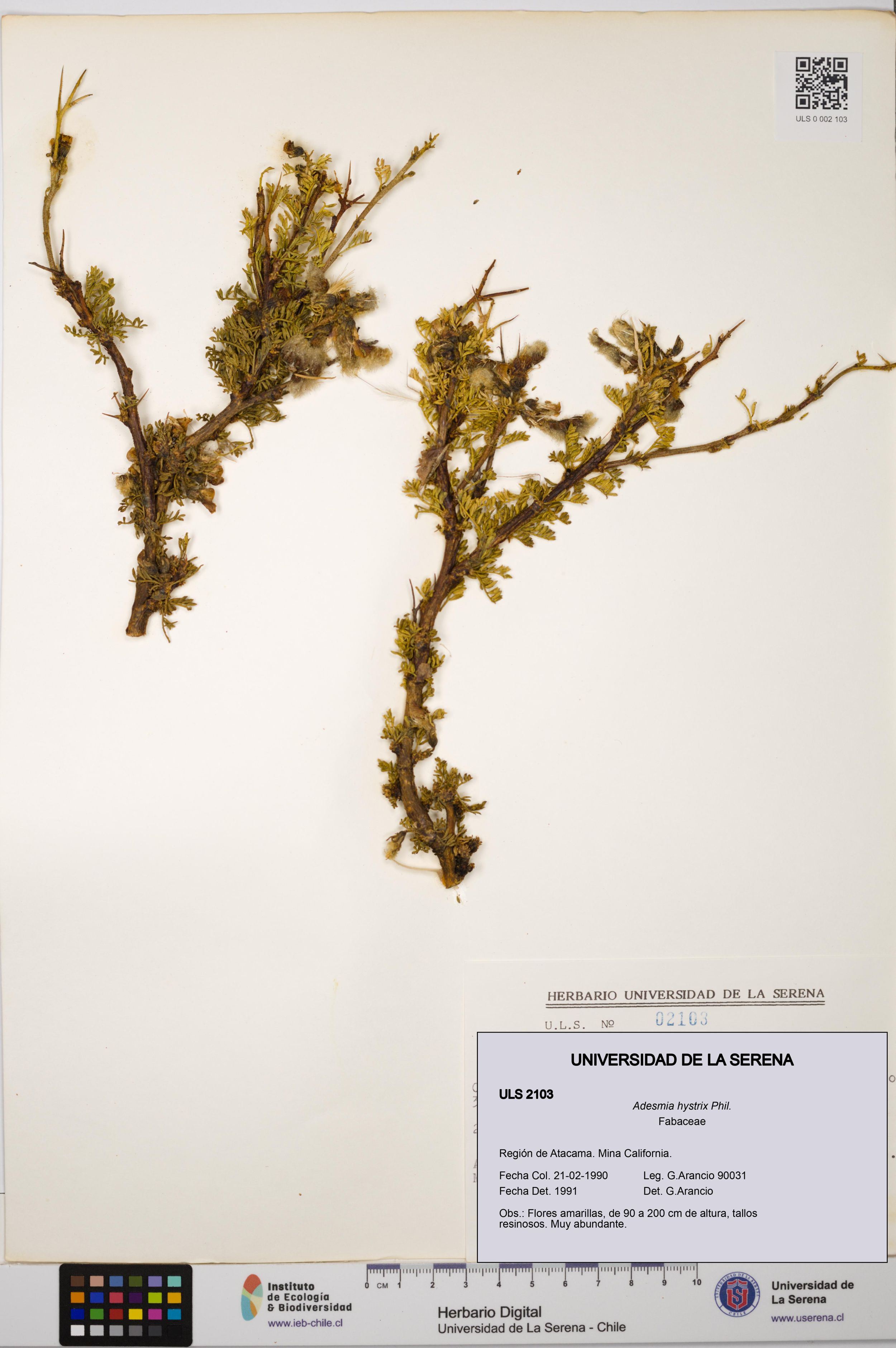 Adesmia hystrix [Espécimen: ]