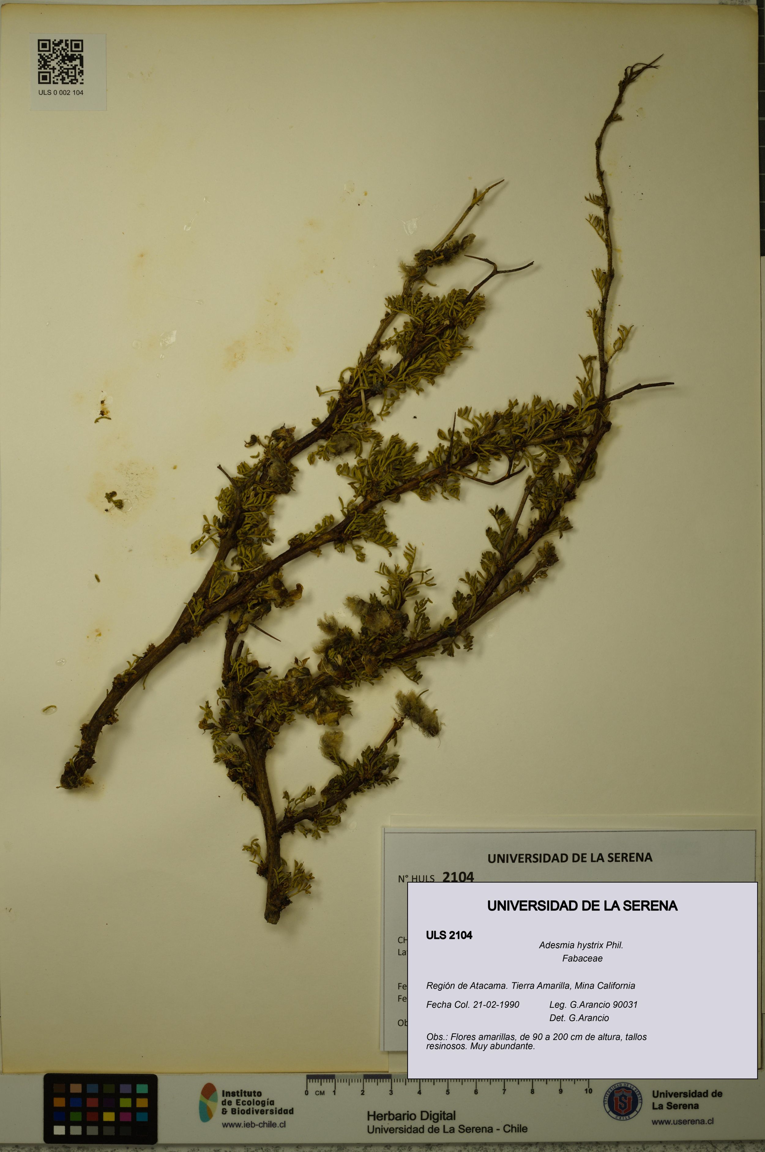 Adesmia hystrix [Espécimen: ]