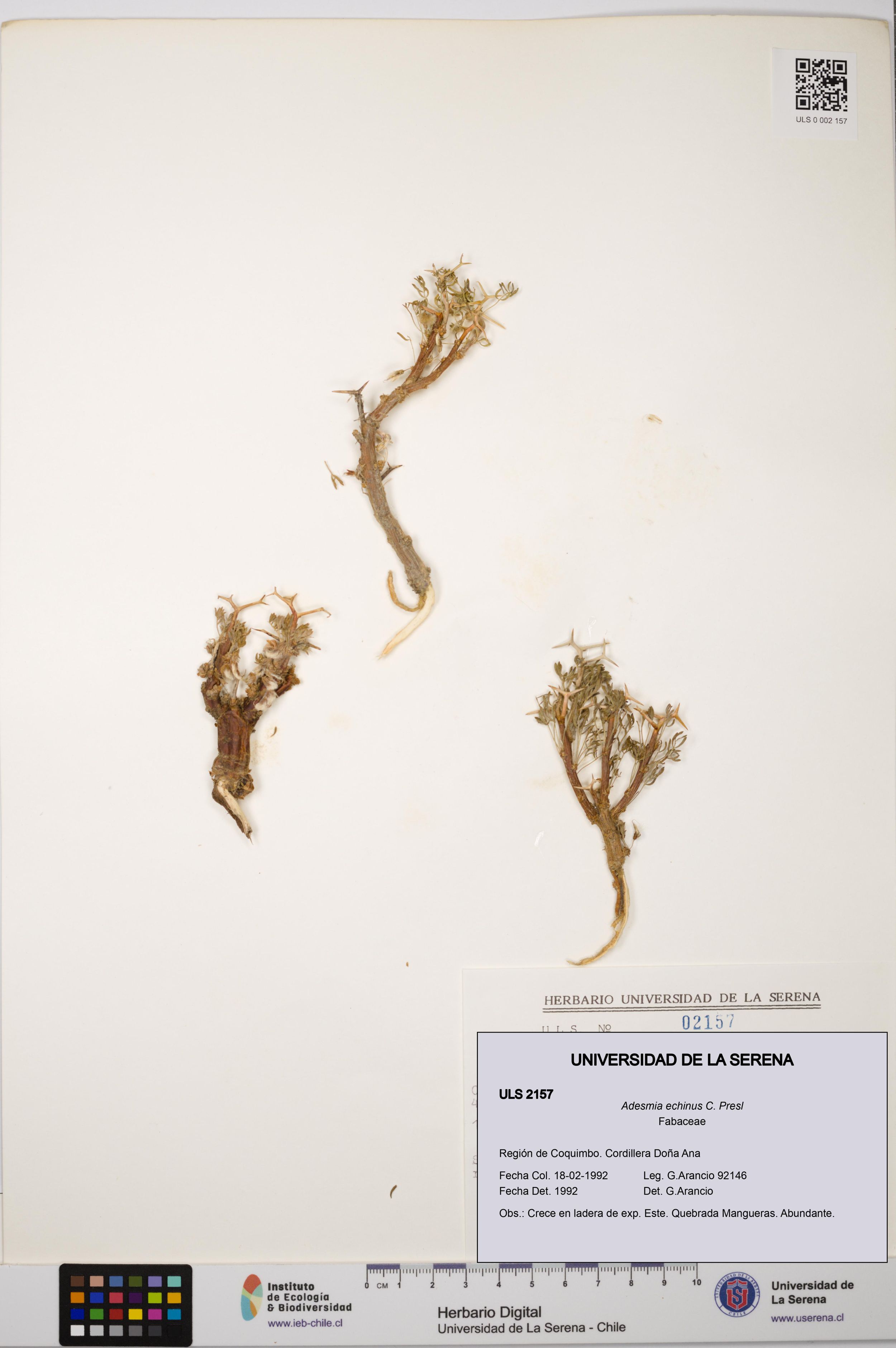 Adesmia echinus [Espécimen: ]