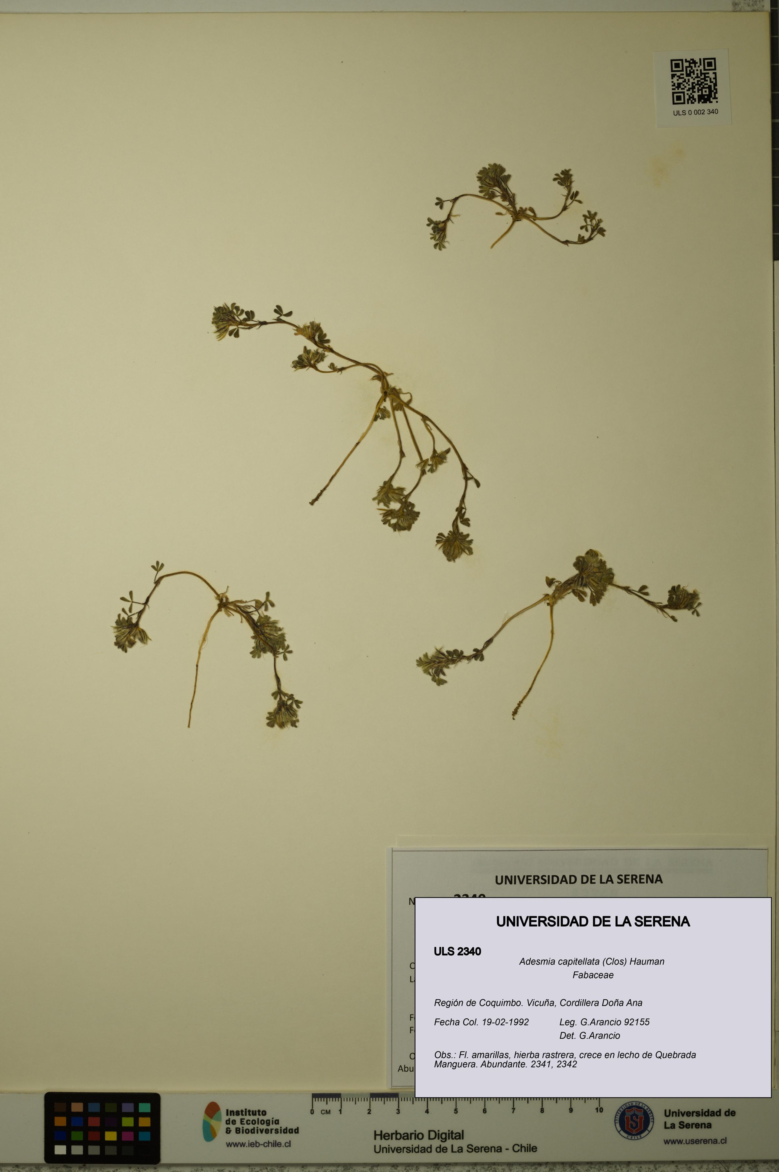 Adesmia capitellata [Espécimen: ]