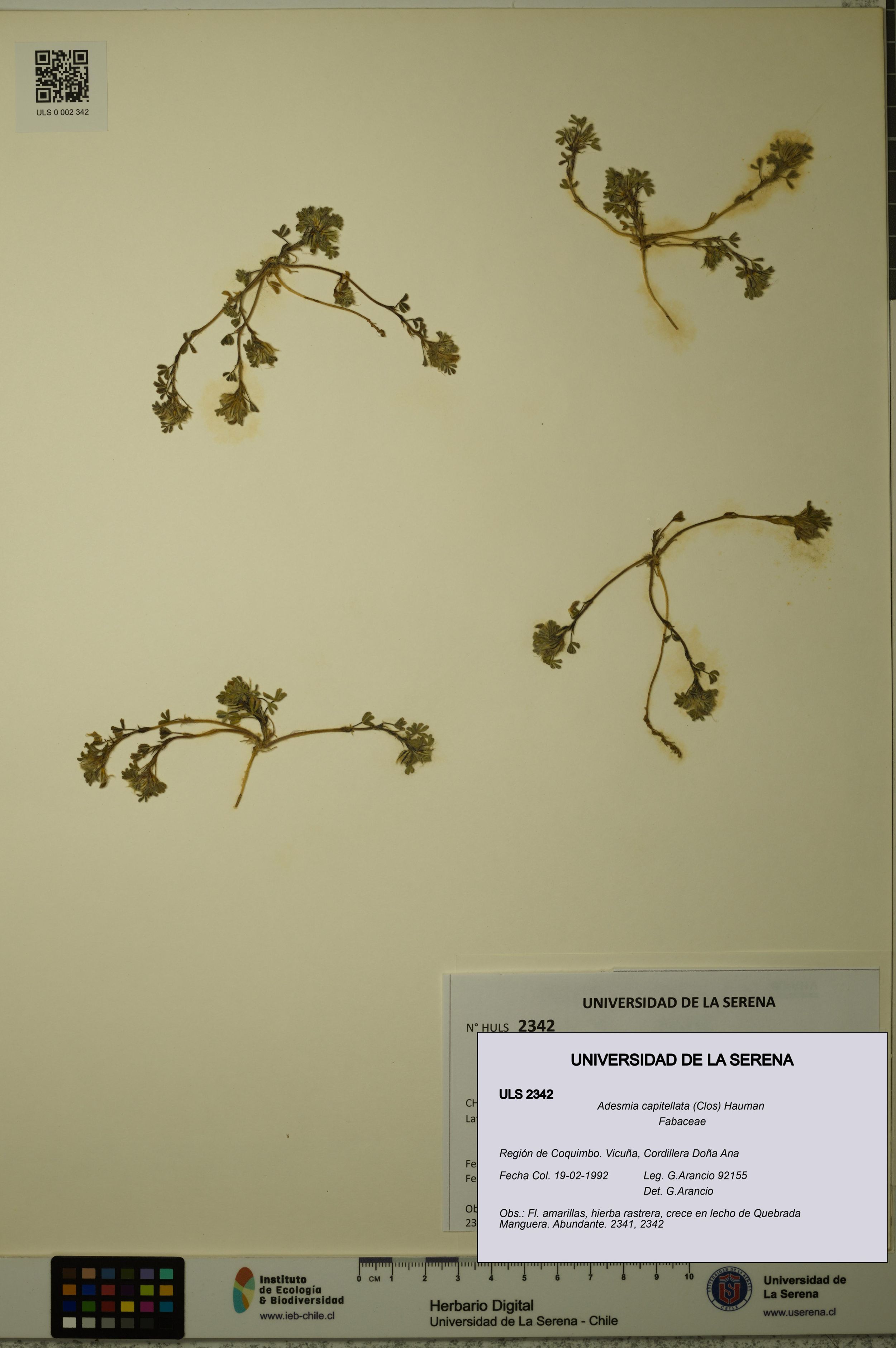 Adesmia capitellata [Espécimen: ]