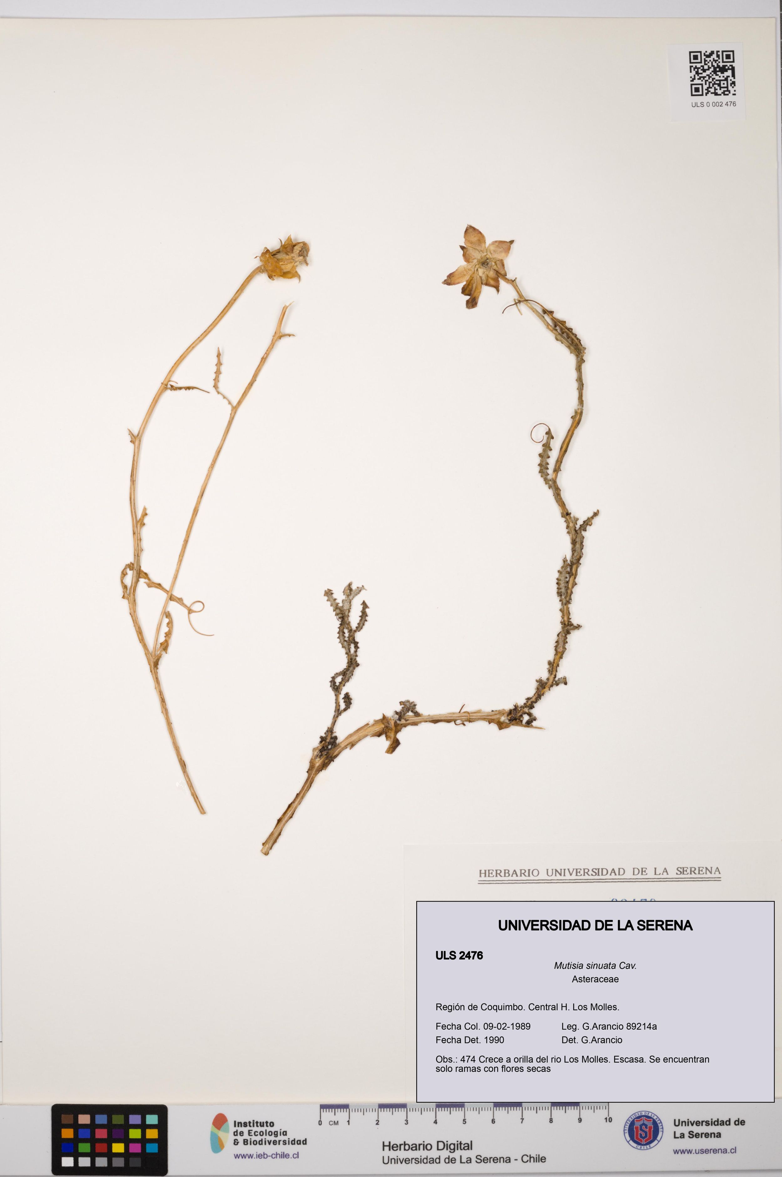 Mutisia sinuata [Espécimen: ]