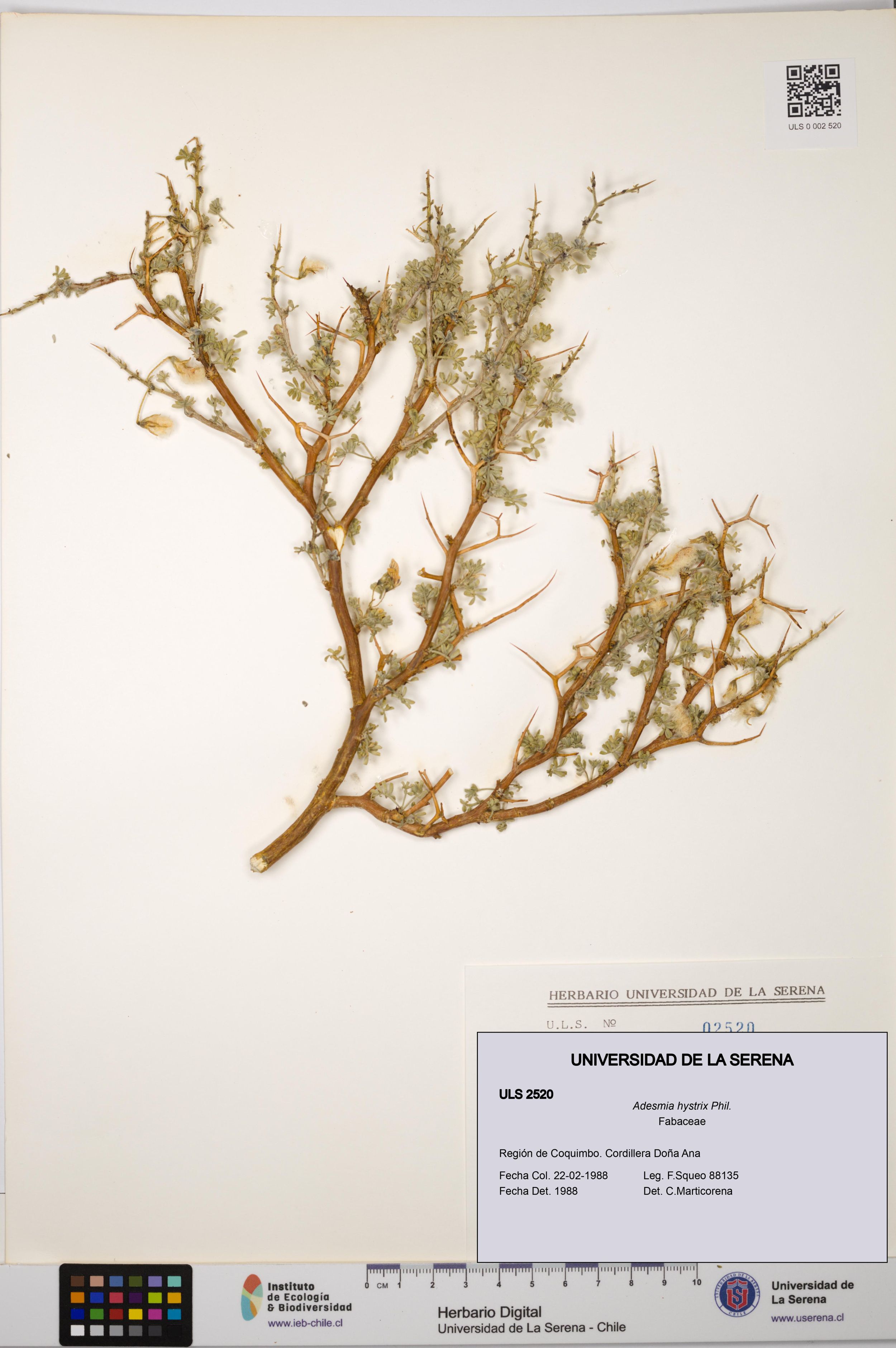 Adesmia hystrix [Espécimen: ]