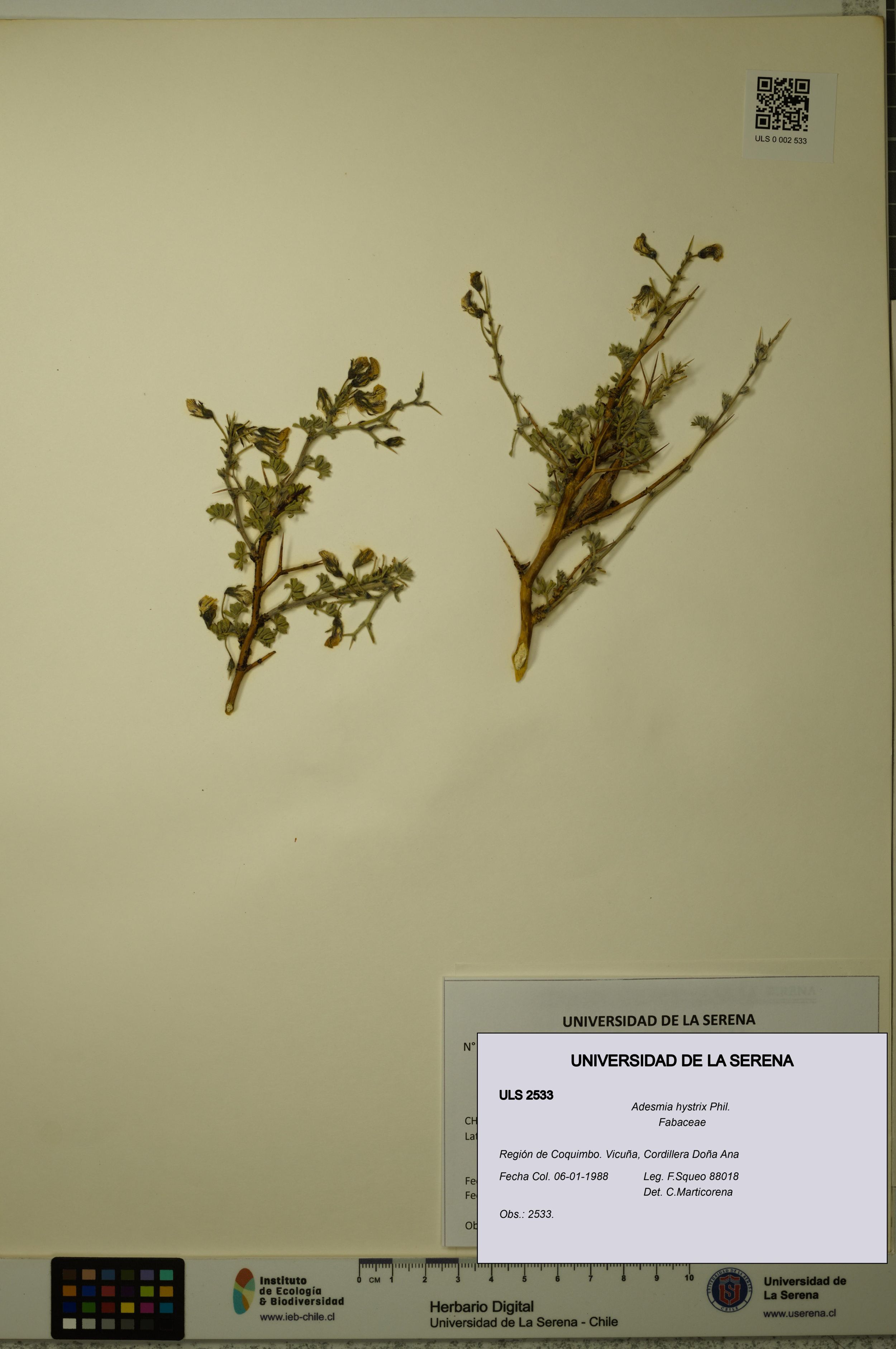 Adesmia hystrix [Espécimen: ]