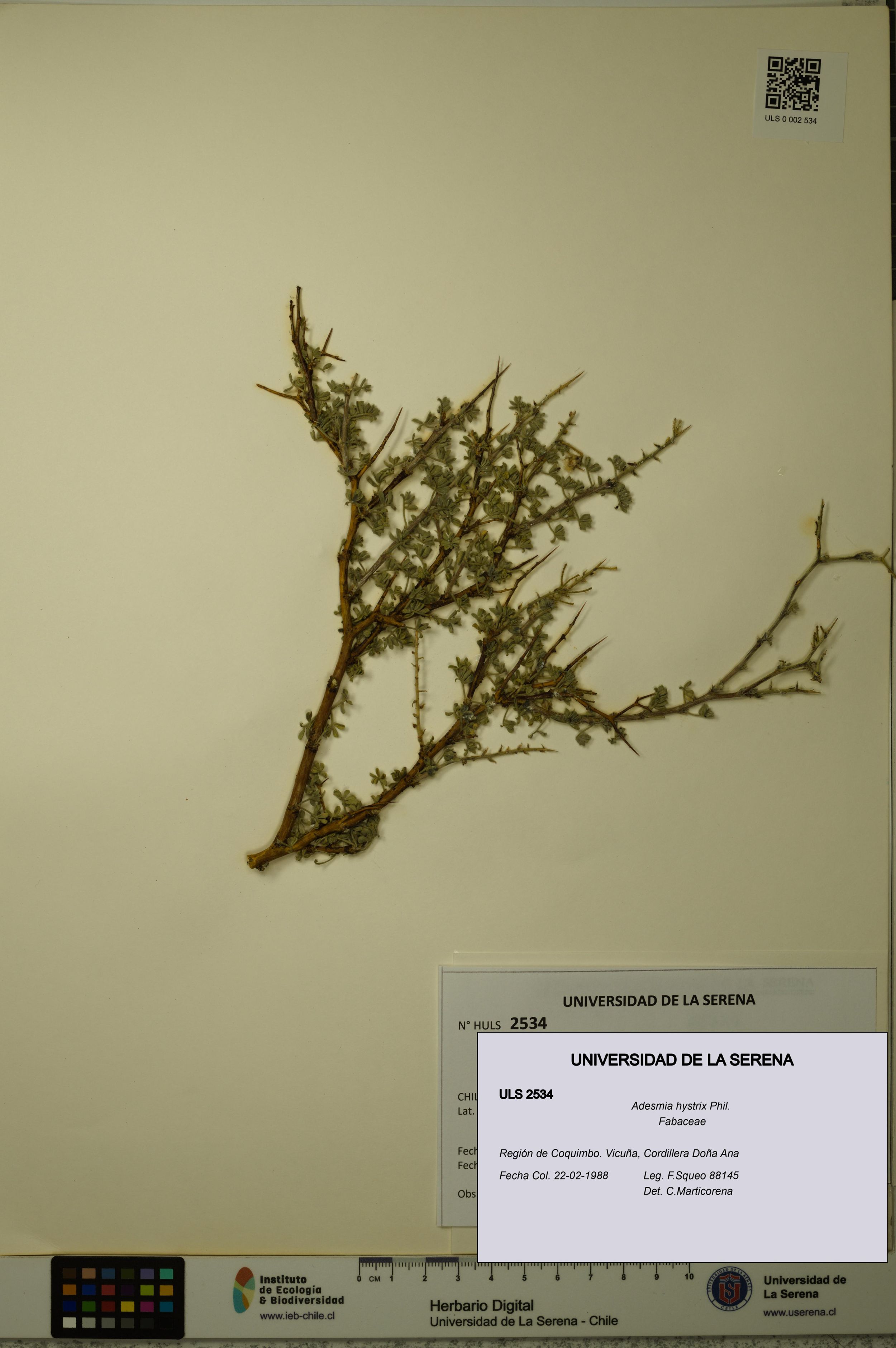 Adesmia hystrix [Espécimen: ]