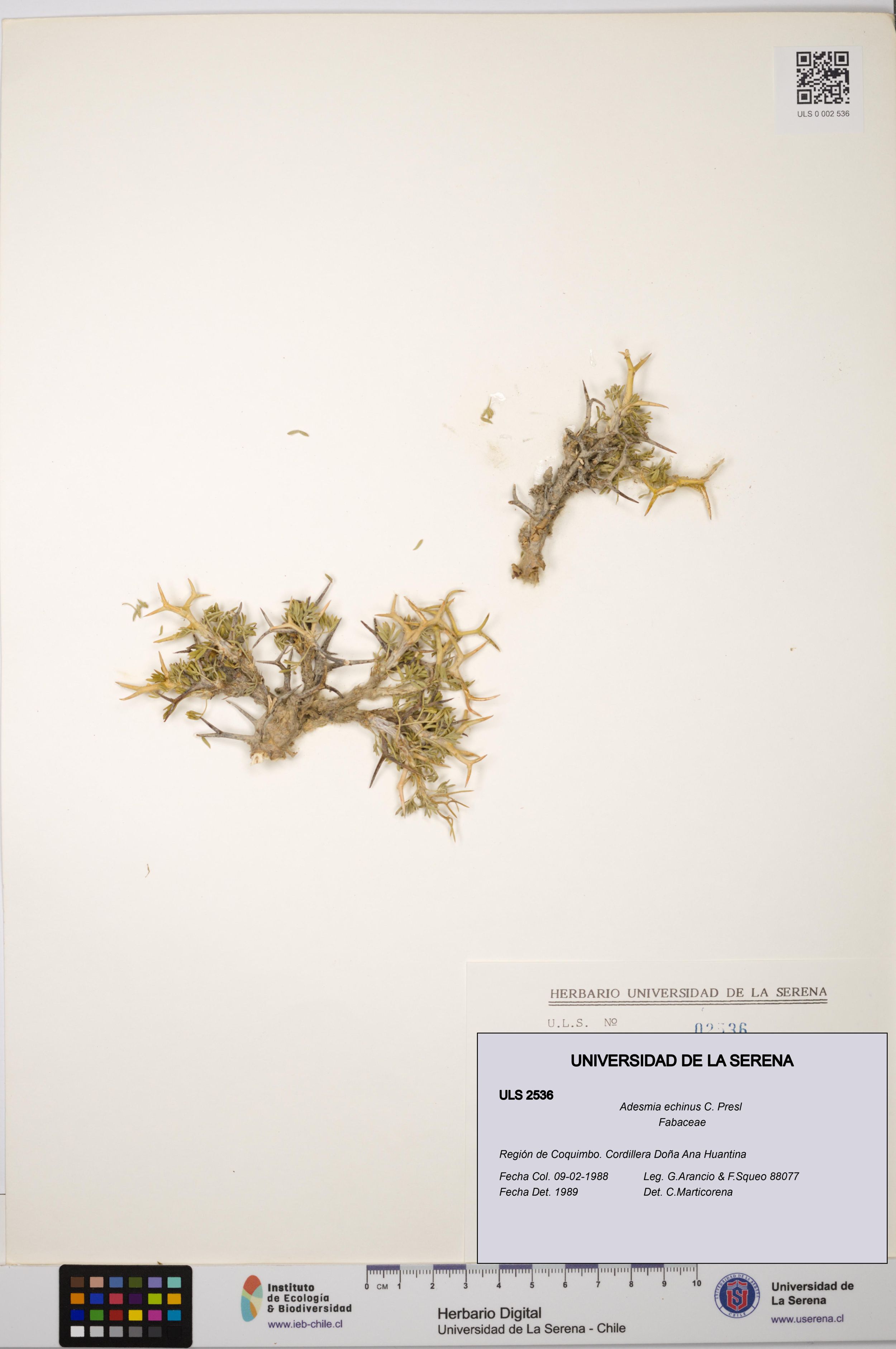 Adesmia echinus [Espécimen: ]